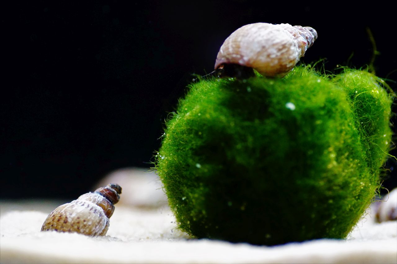 turmdeckelschnecke weis (2)