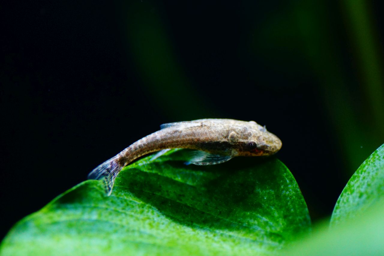 Brauner Otocinclus (1)