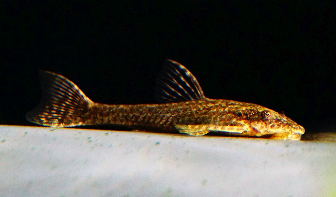 Brauner Otocinclus (2)