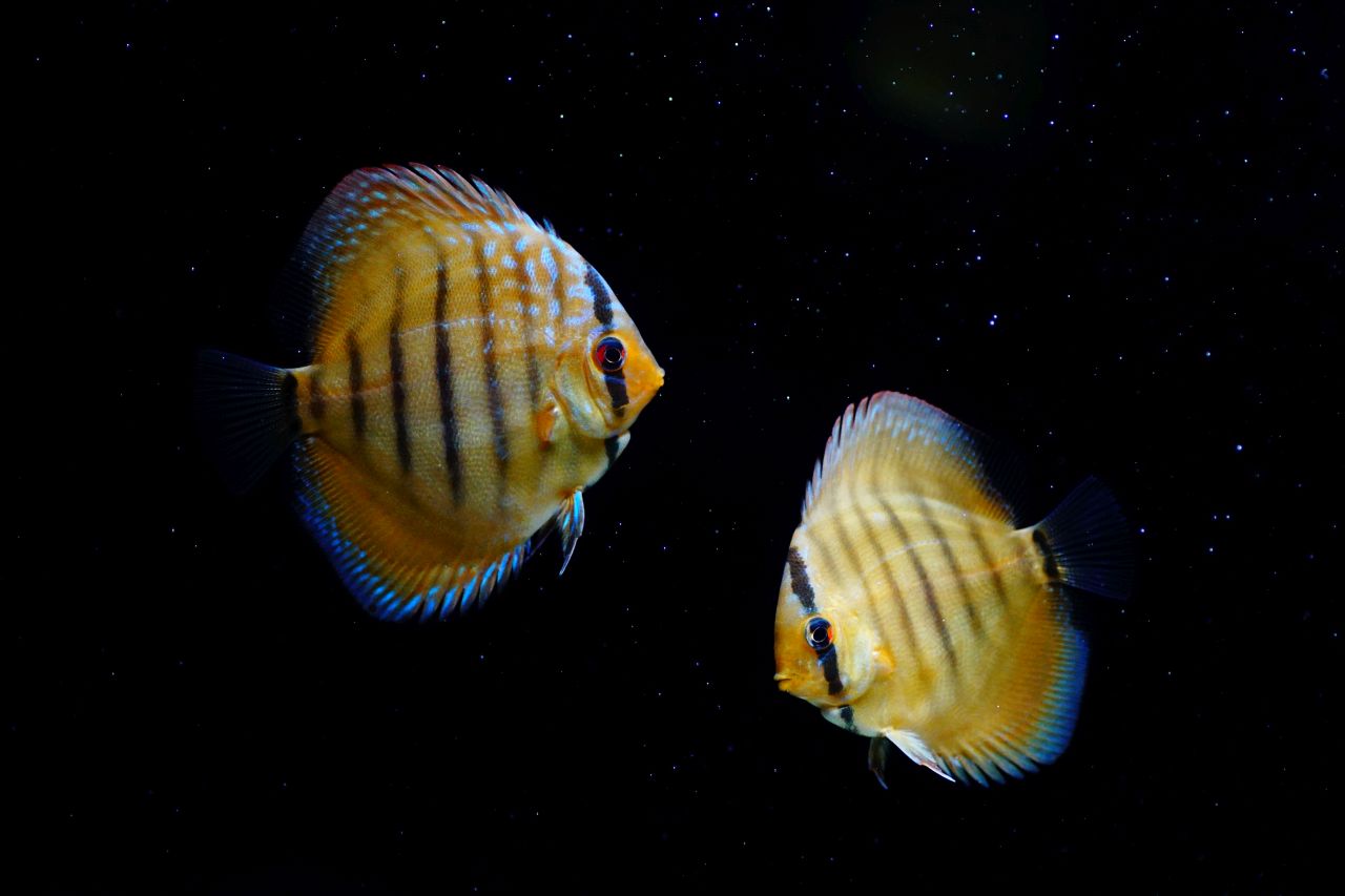 Diskus Cuipea Red (3)