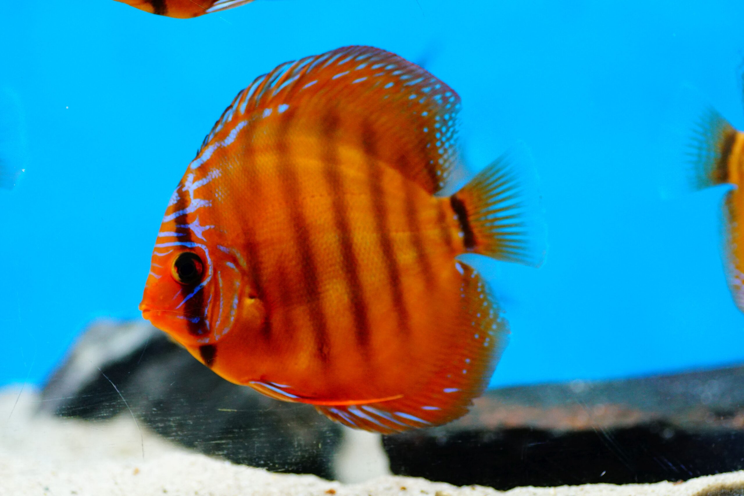 Diskus CuipeaRoyal (8)