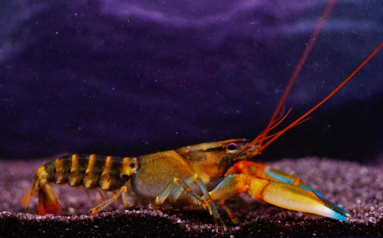 Krebs Tiger Blue Claw (125)