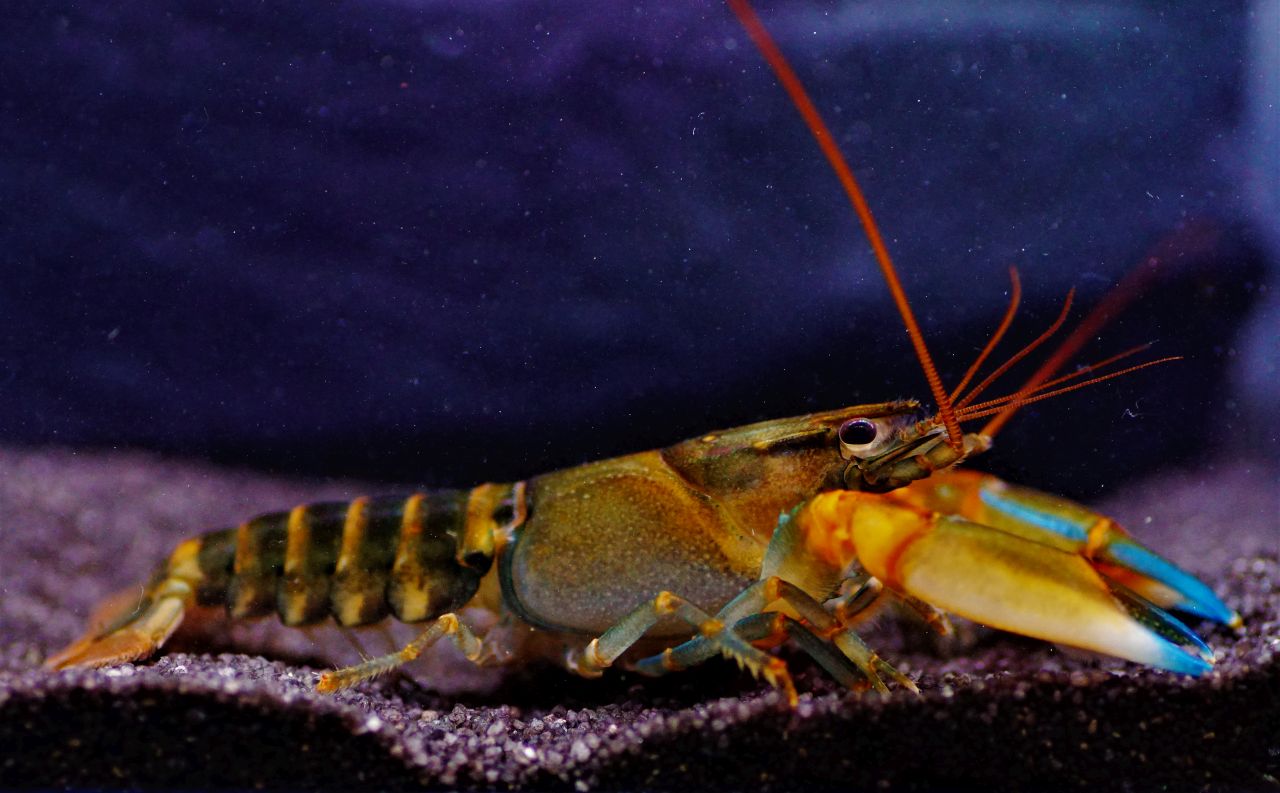 Krebs Tiger Blue Claw (57)