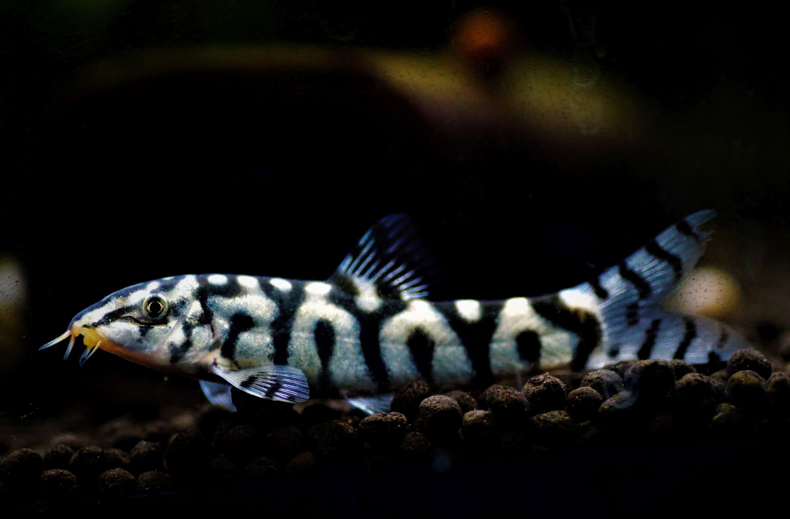 Botia lohachata -Netzschmerle