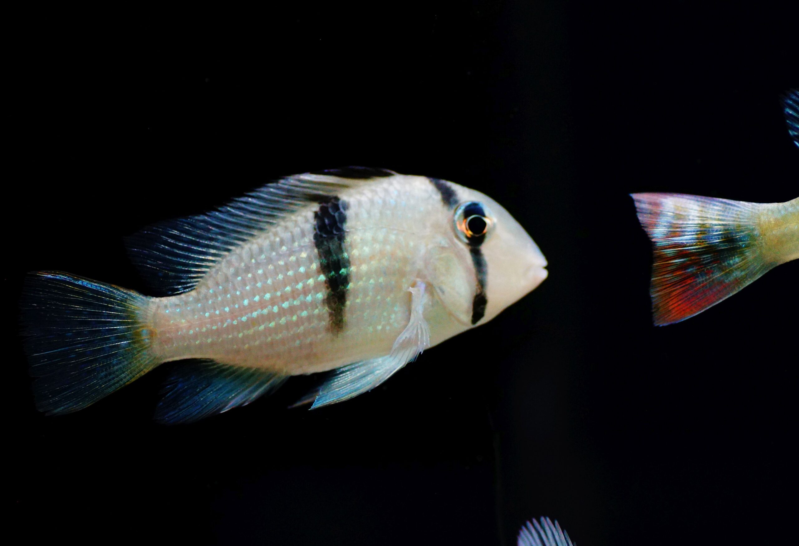 Guianacara dacrya (1)