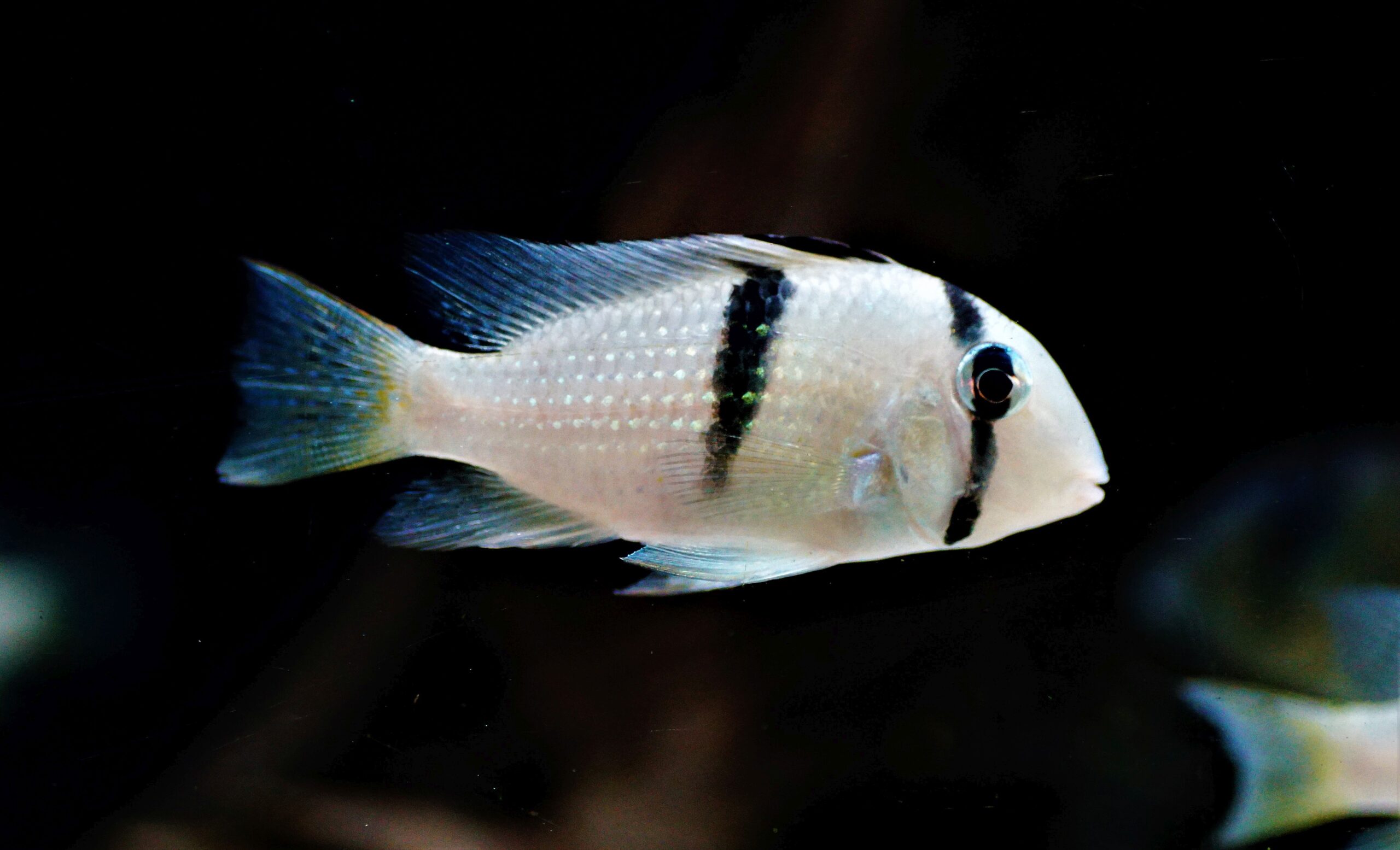 Guianacara dacrya (2)