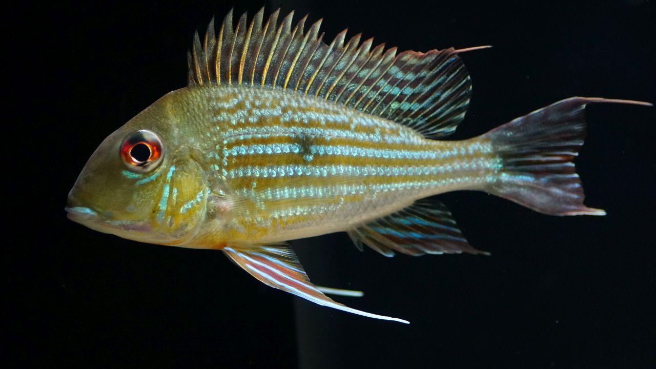 Geophagus abalios (9)