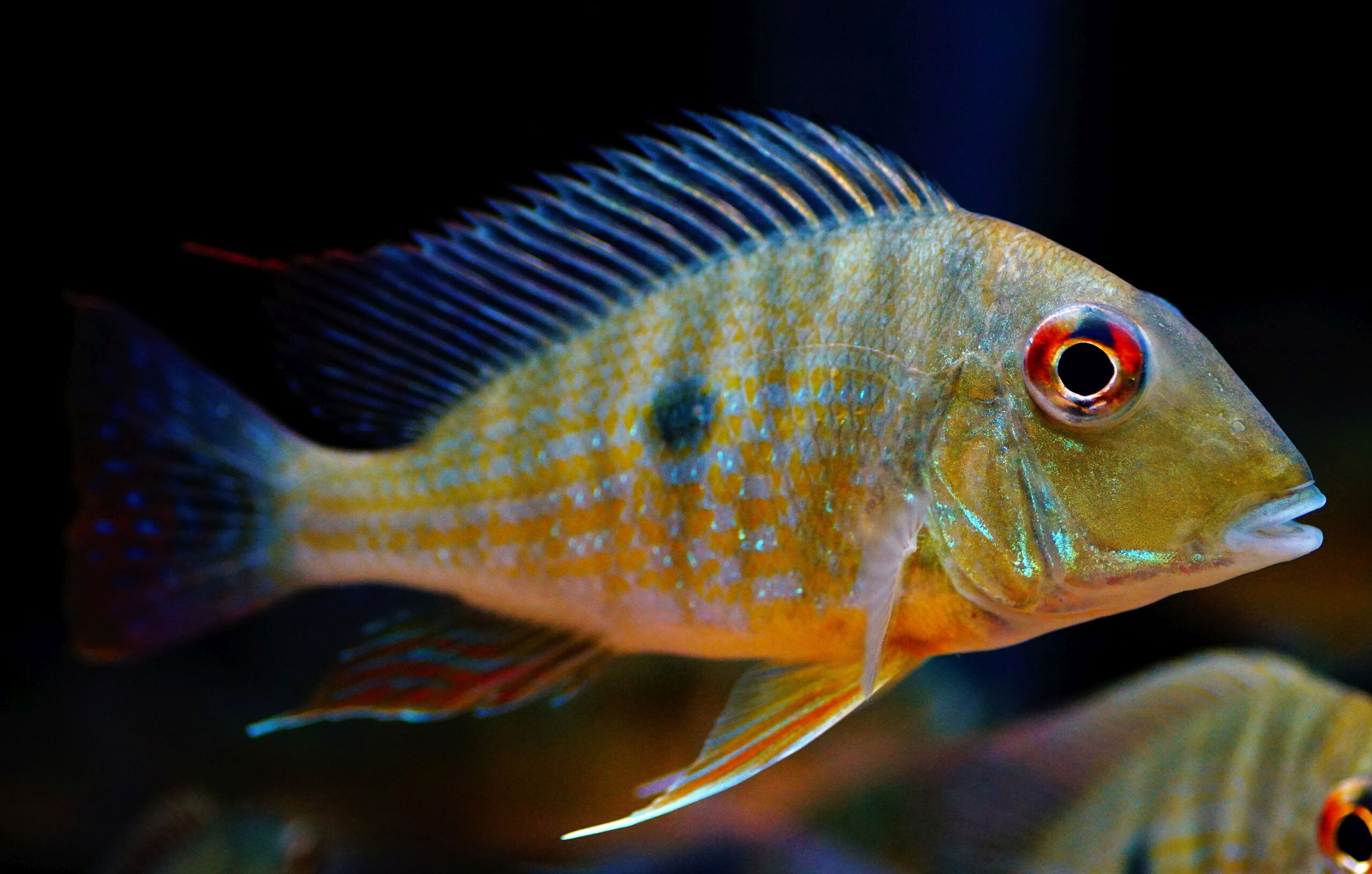 Geophagus abalios