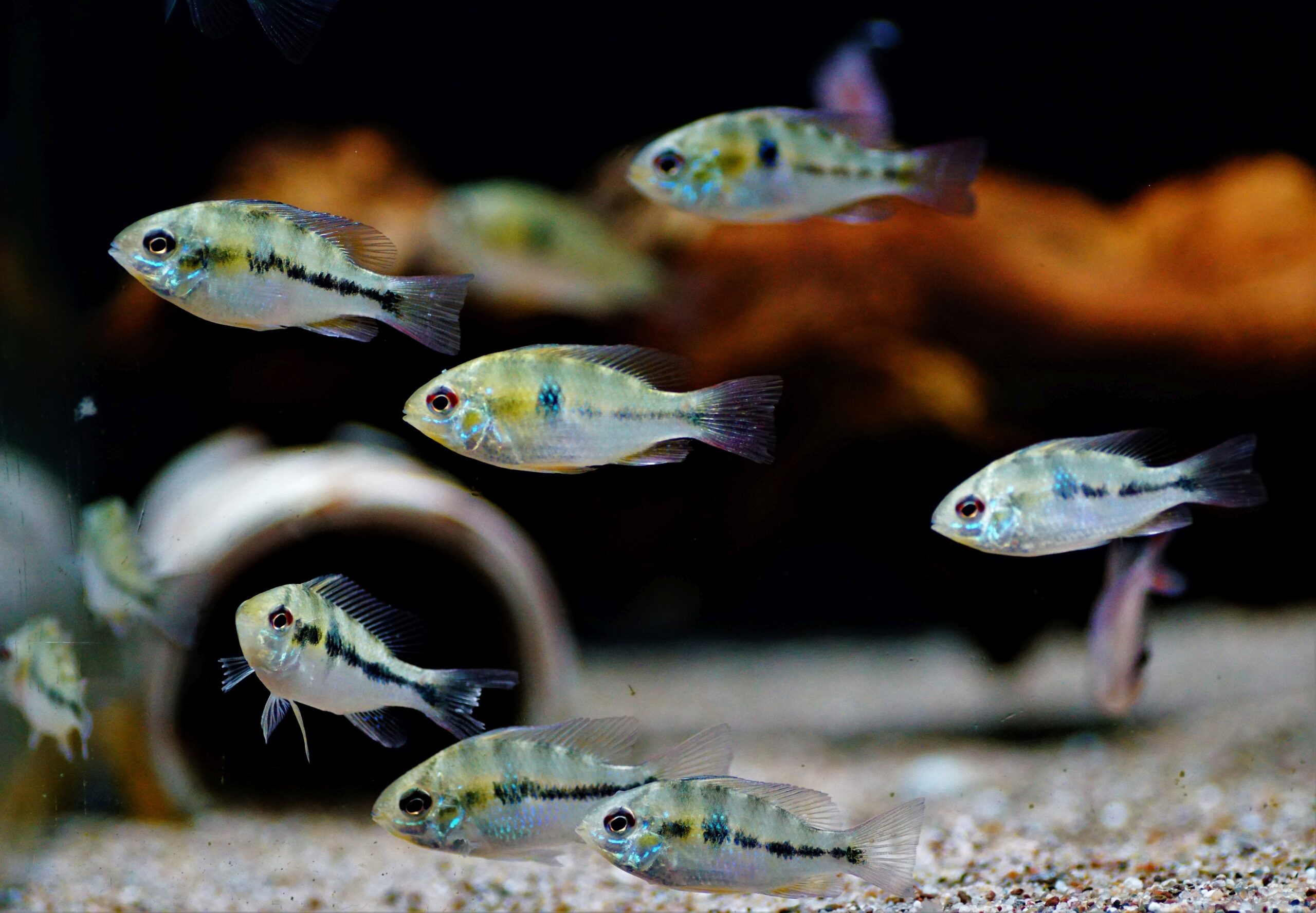 Mikrogeophagus ramirezi wf (1)