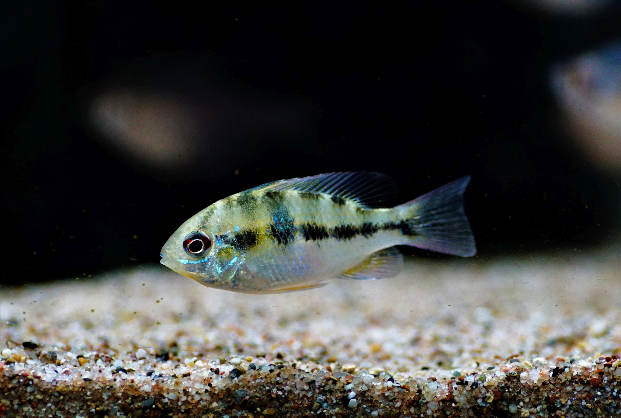 Mikrogeophagus ramirezi wf (3)