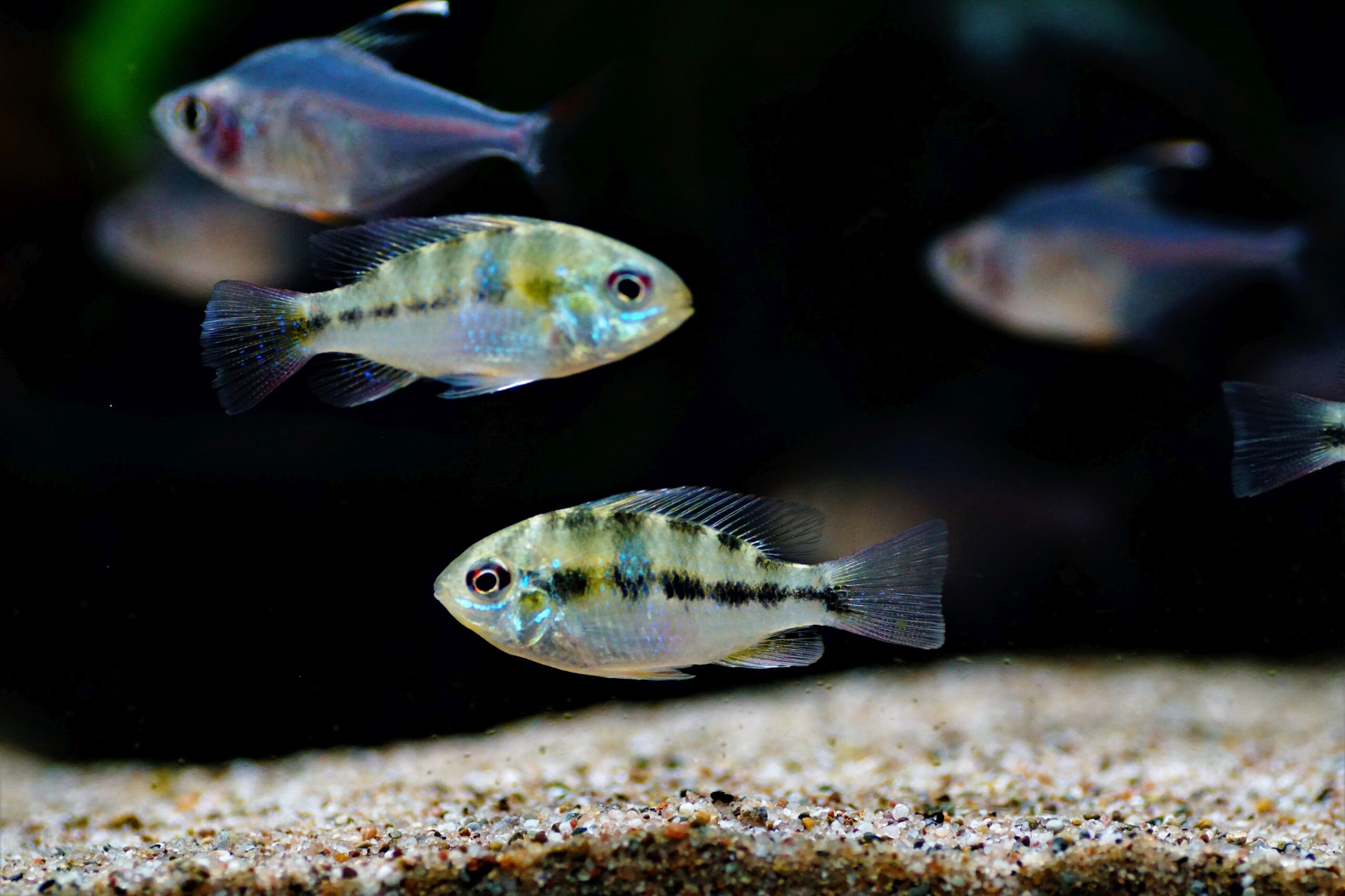 Mikrogeophagus ramirezi wf (4)