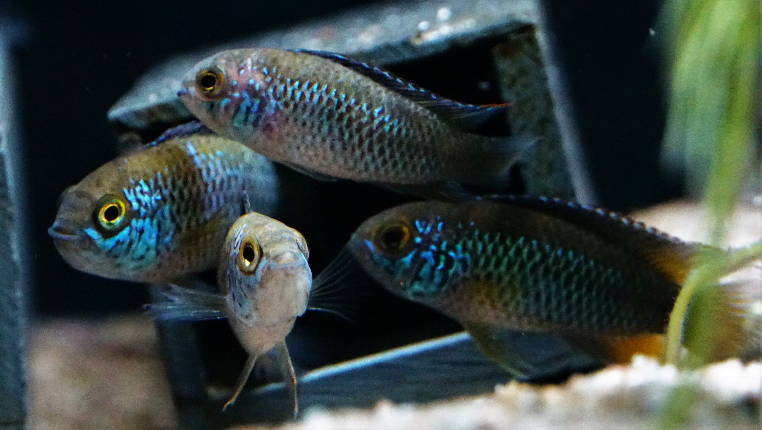 Nanacara anomala (2)