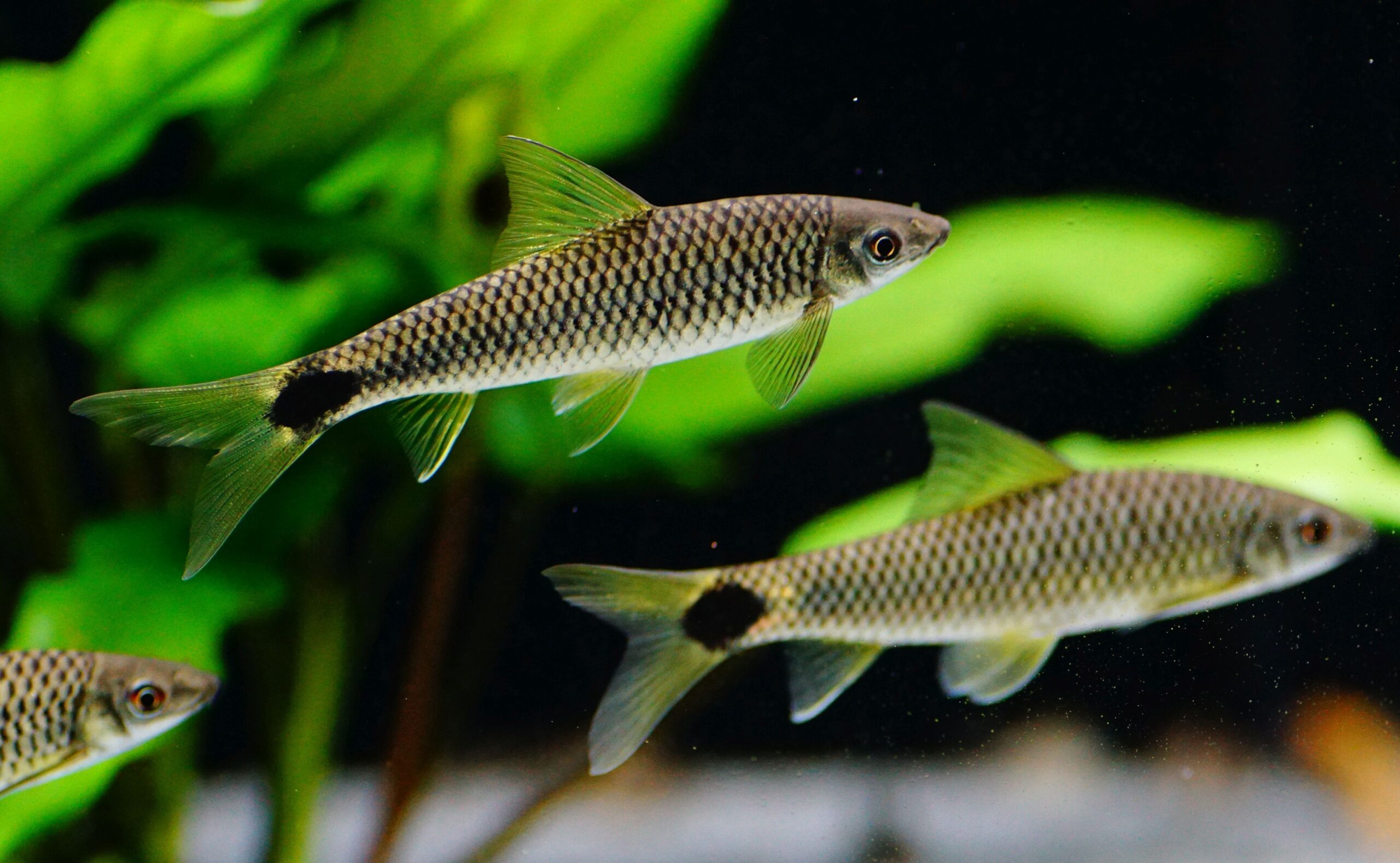 Siamesische Rüsselbarbe (1)