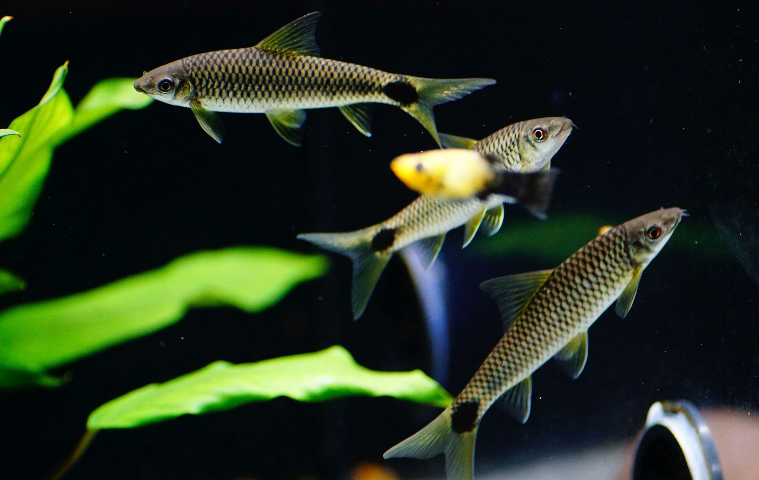 Siamesische Rüsselbarbe (2)
