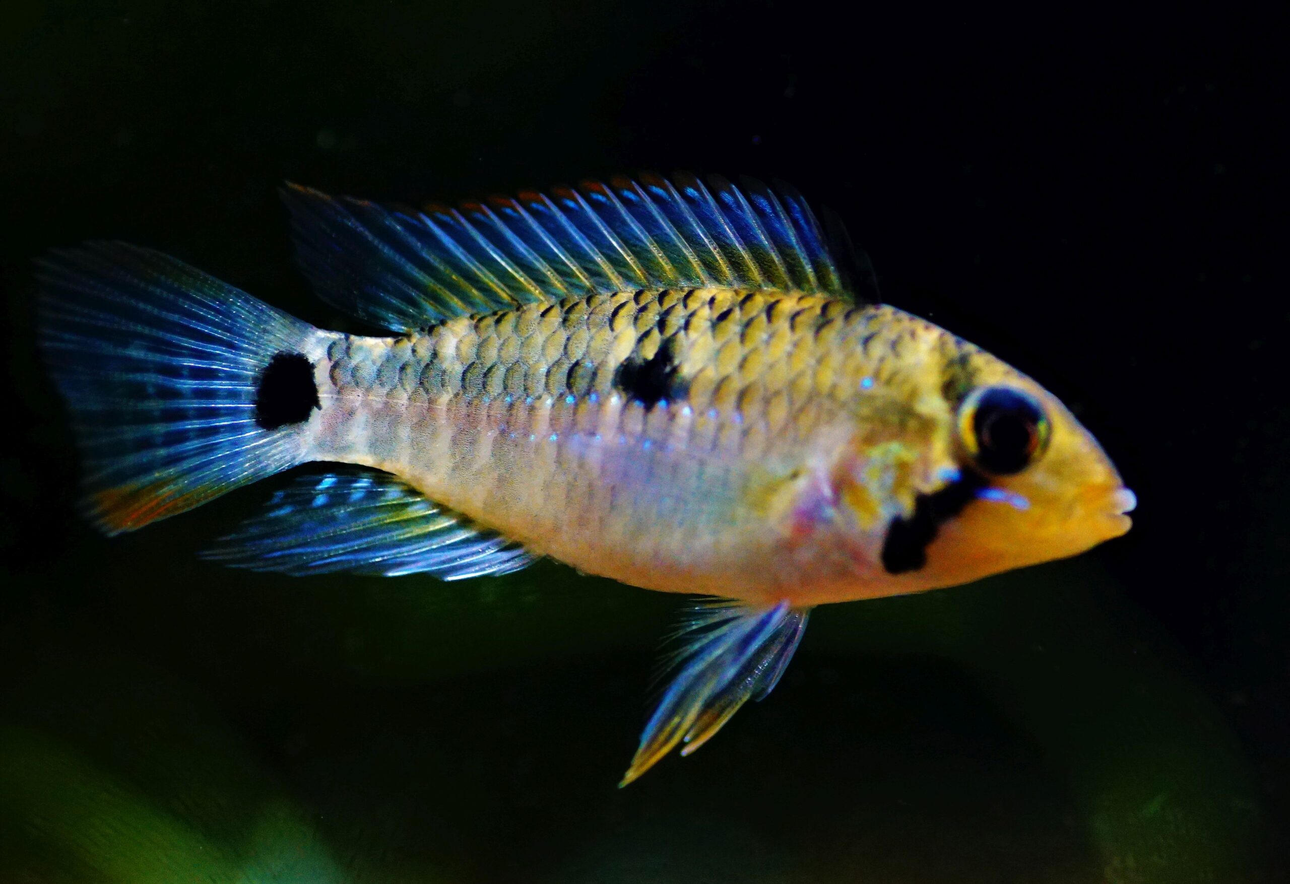 Apistogramma Hongnei (1)