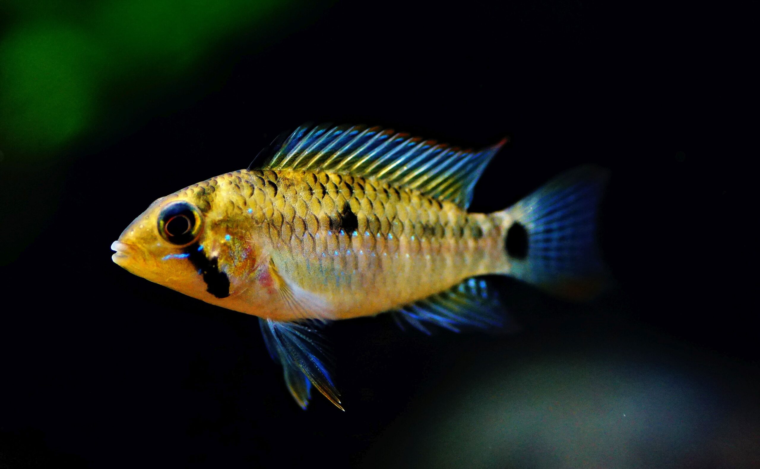 Apistogramma Hongnei (2)