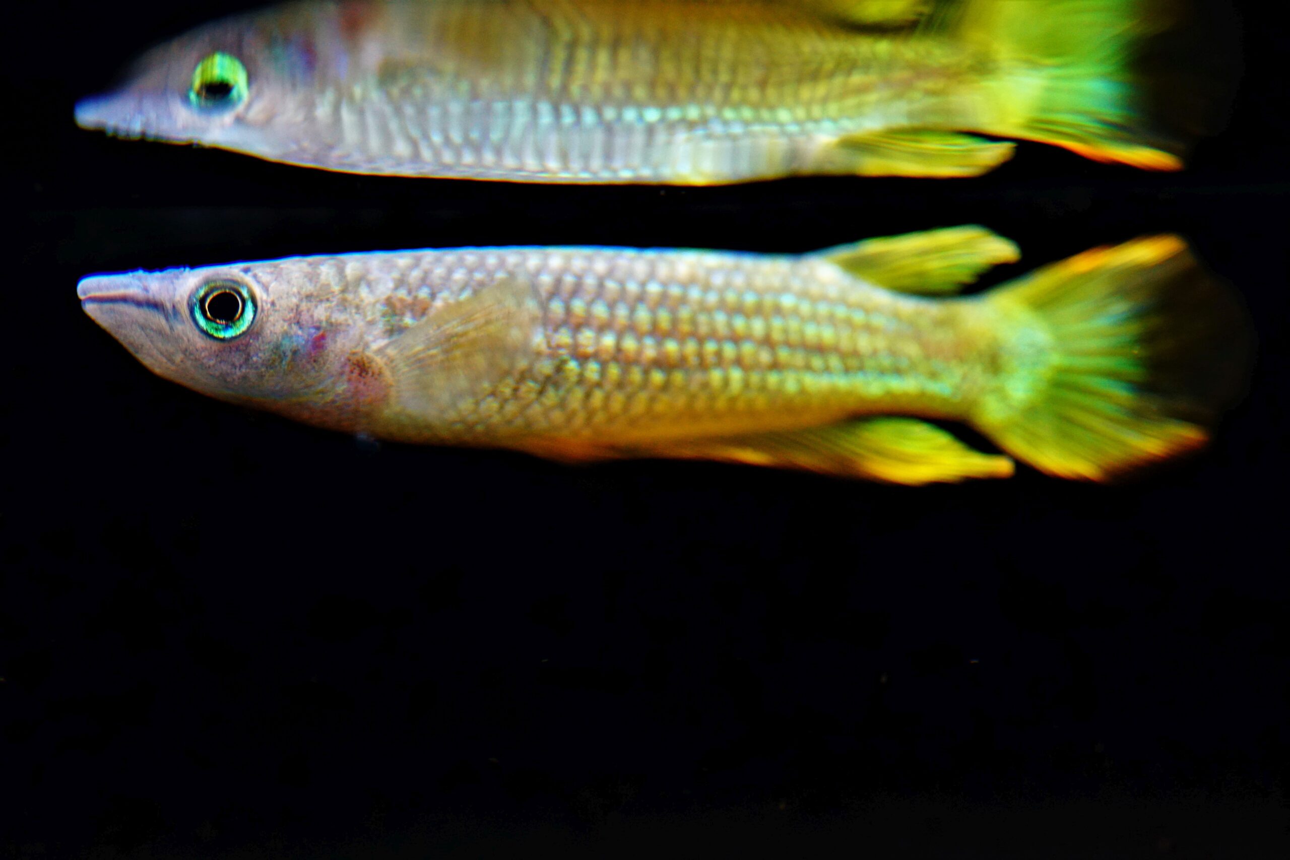 Aplocheilus lineatus 2022