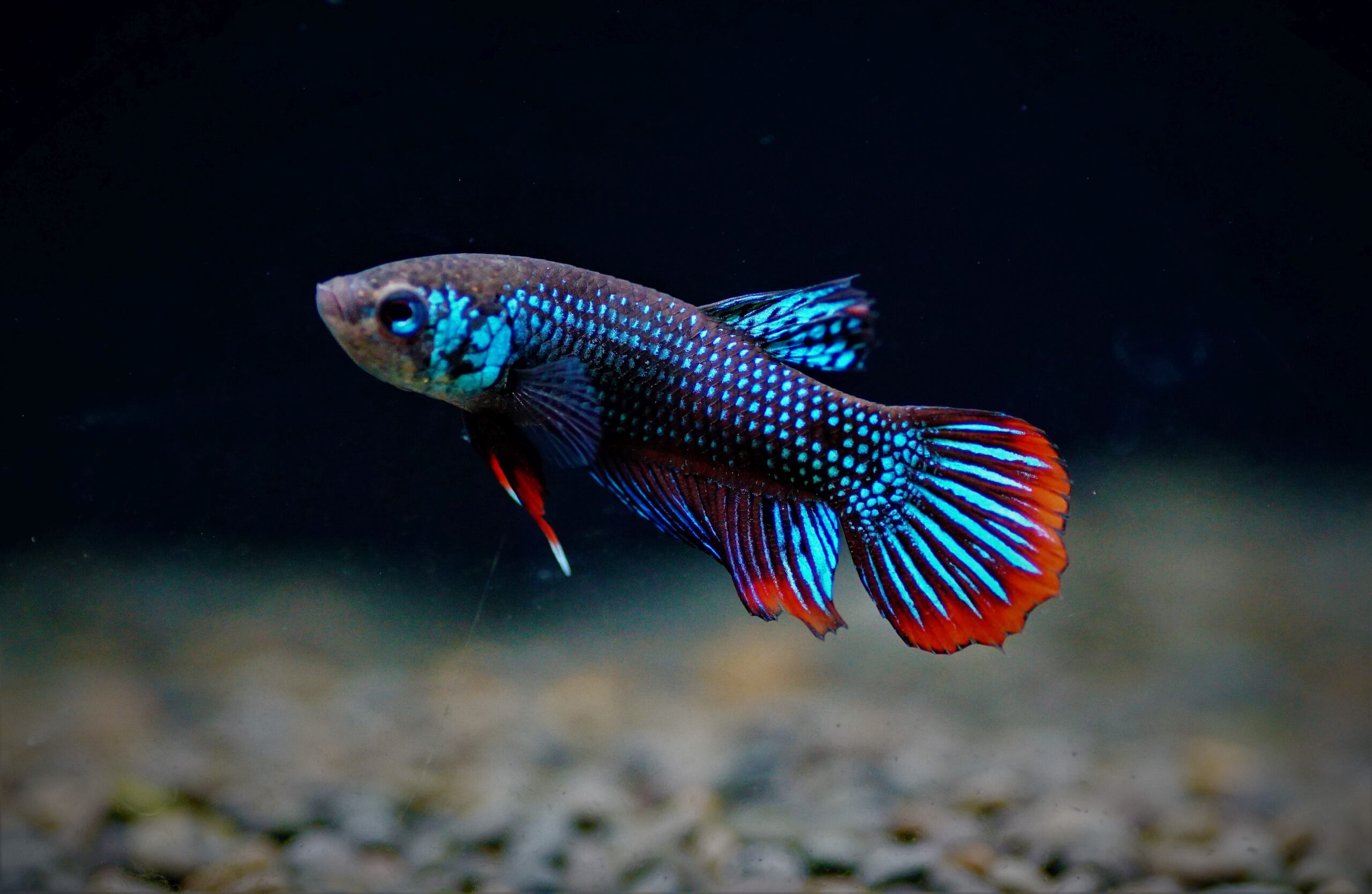 Betta imbellis (1)