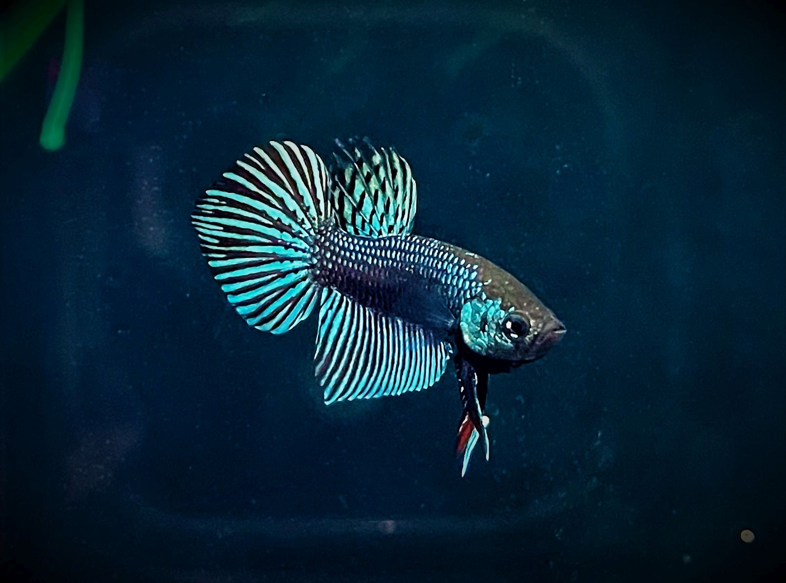 Betta mahaiensis neu (1)