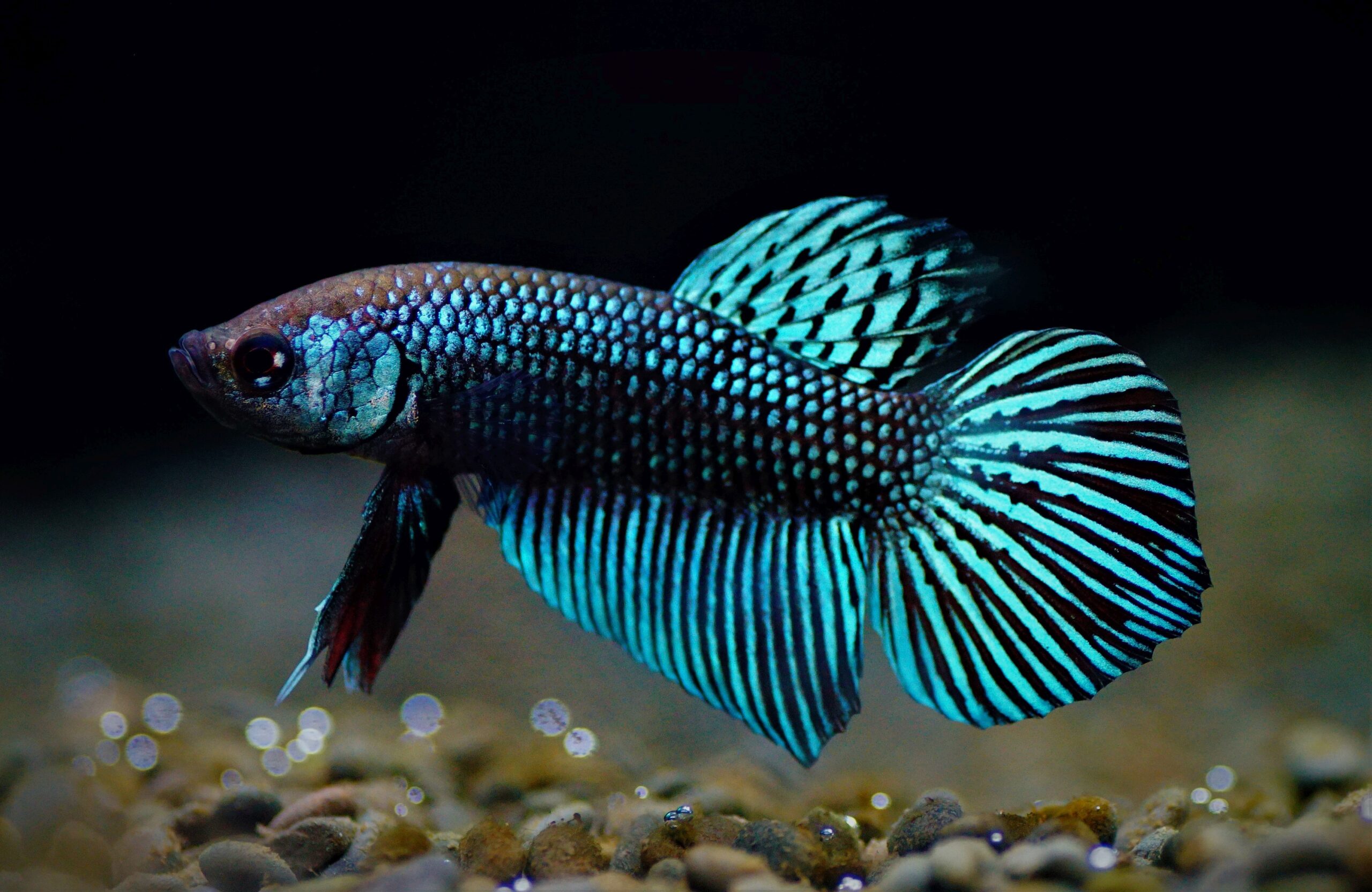 Betta mahaiensis neu (2)