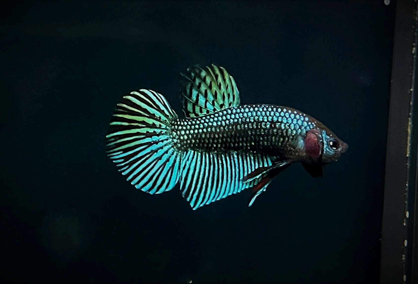 Betta mahaiensis neu (3)