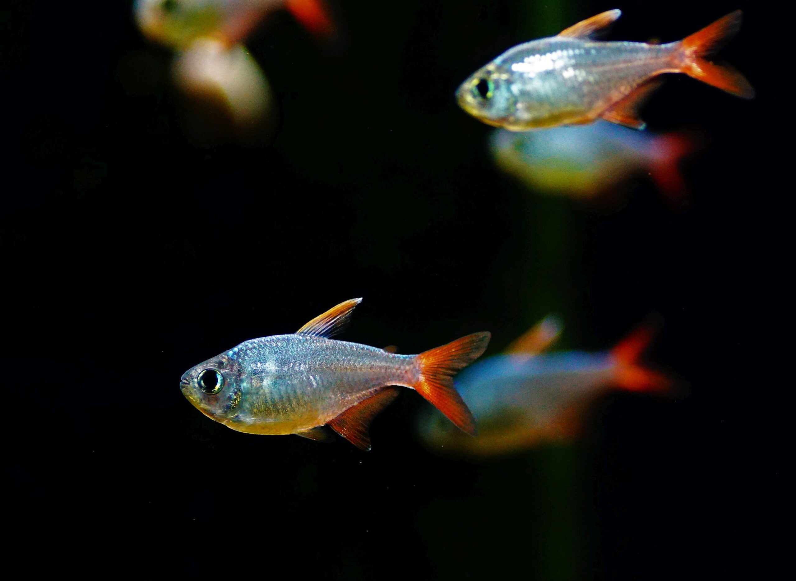 Hyphessobrycon ecuadoriensis (2)