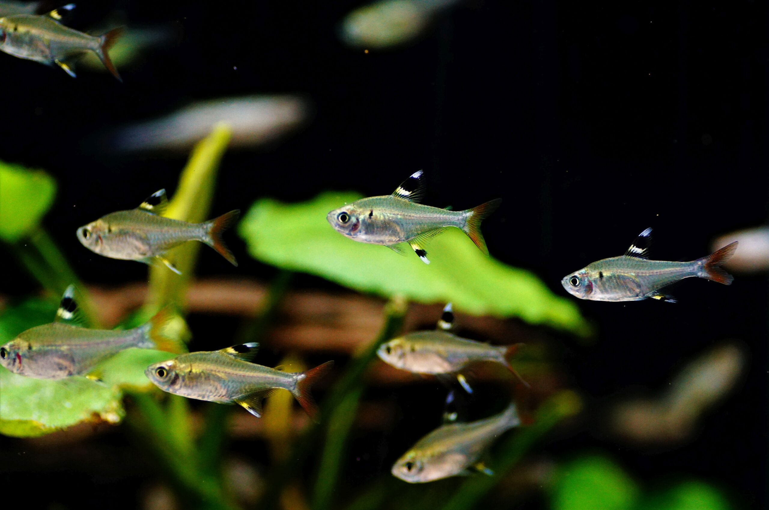 Pristella maxillaris (1)