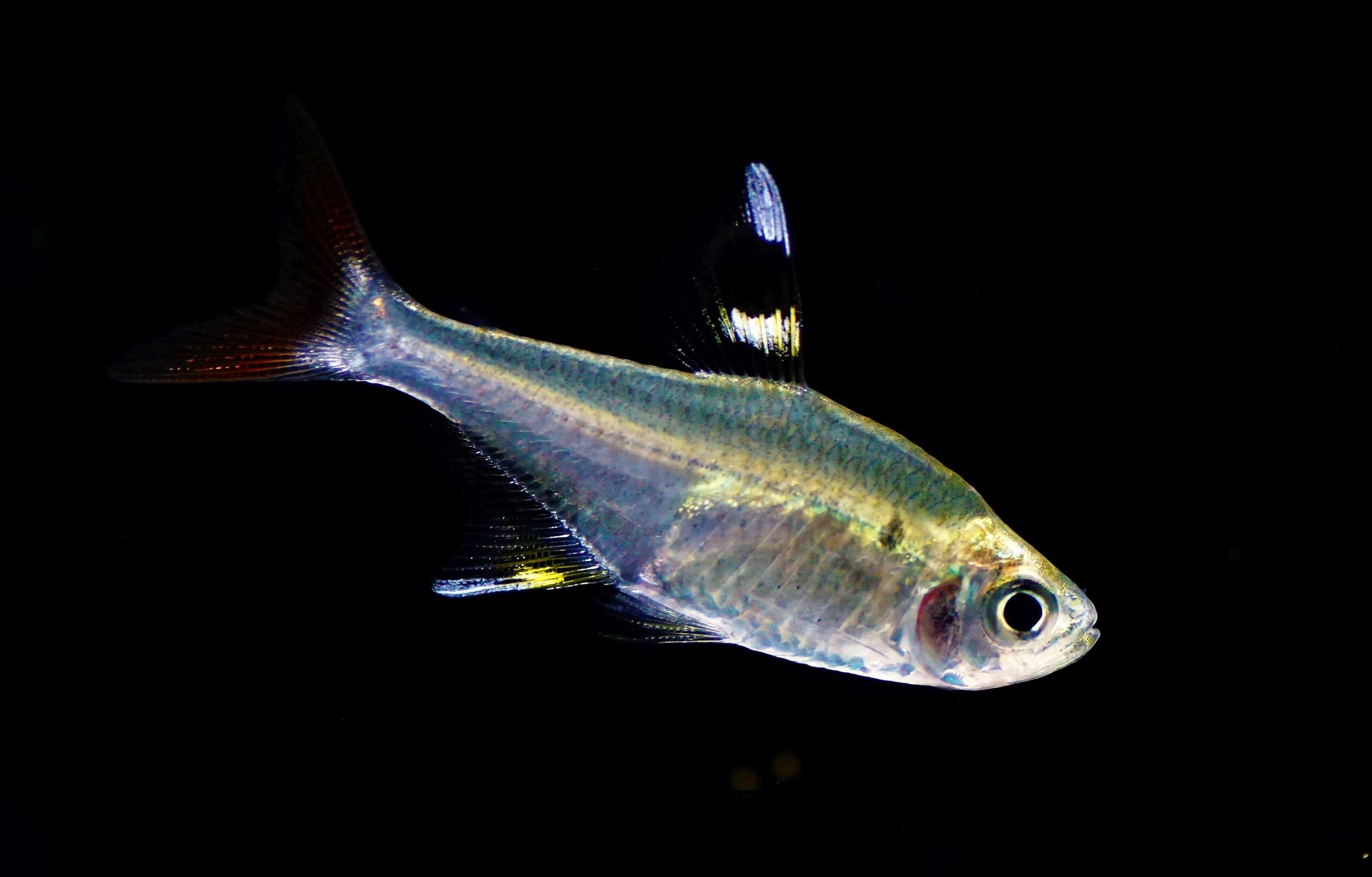 Pristella maxillaris (2)