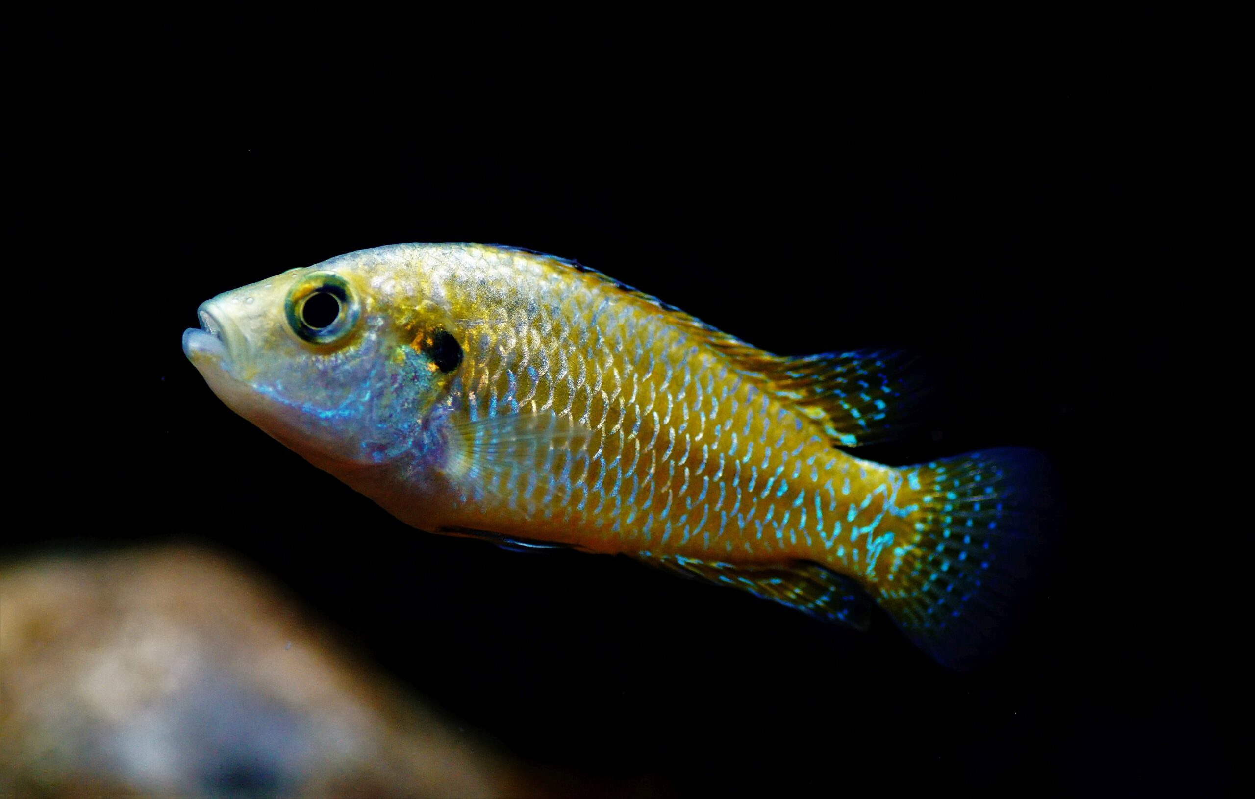 Pseudocrenilabrus multicolor