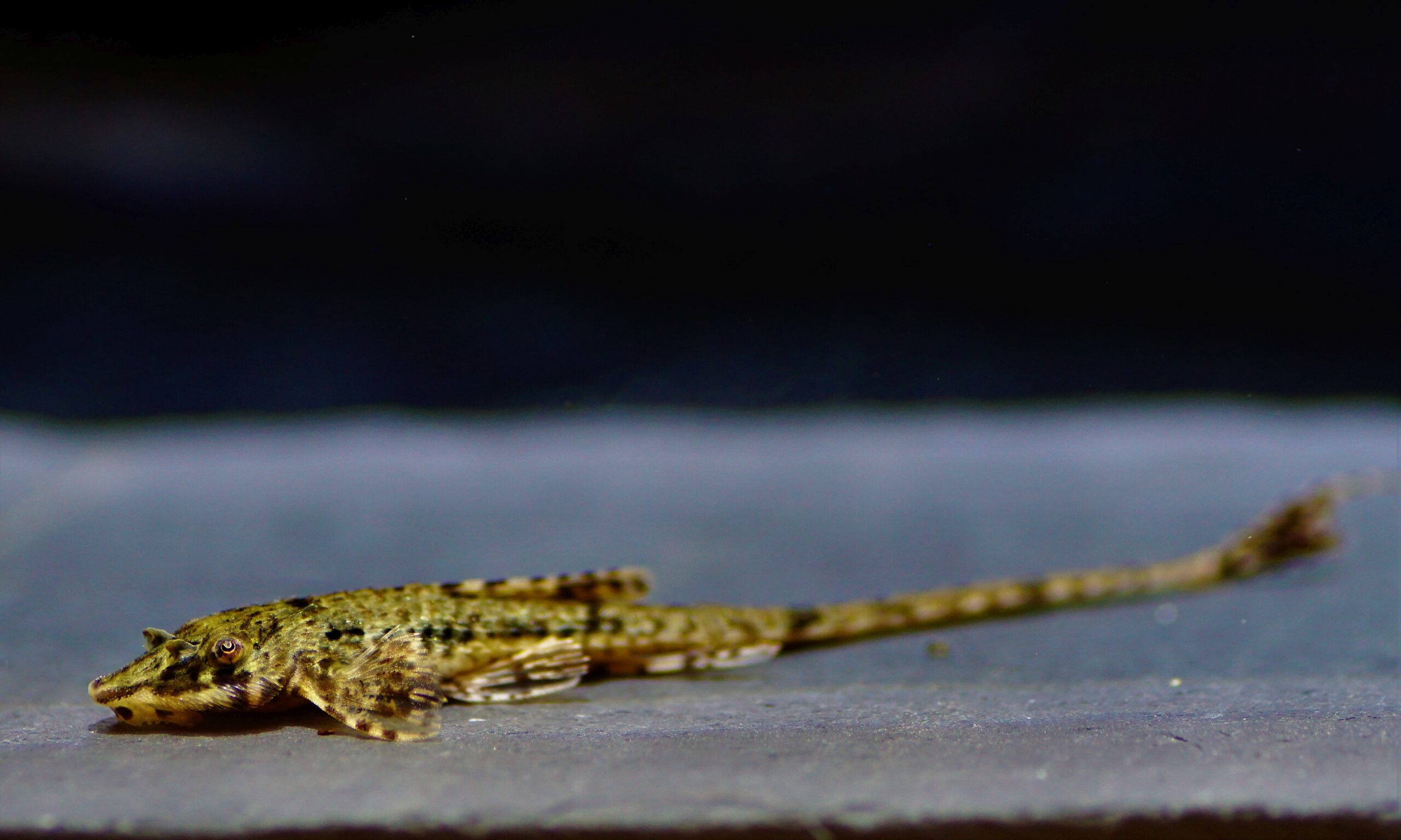 Rineloricaria beni (1)