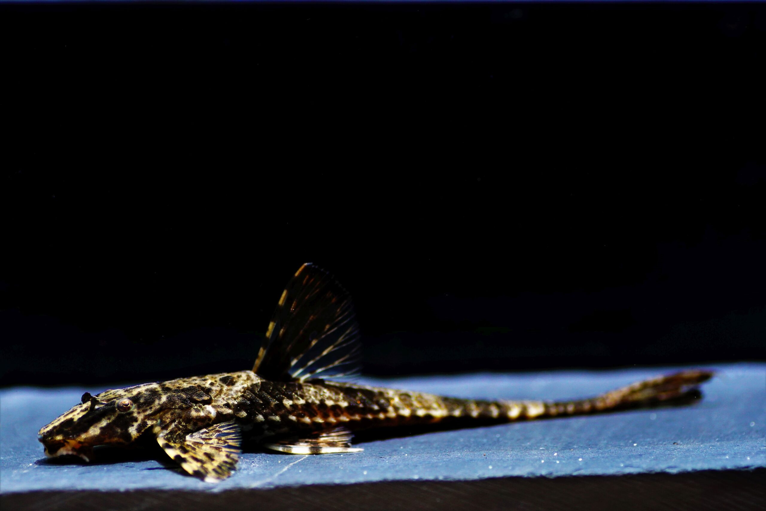 Rineloricaria lanceolata (1)