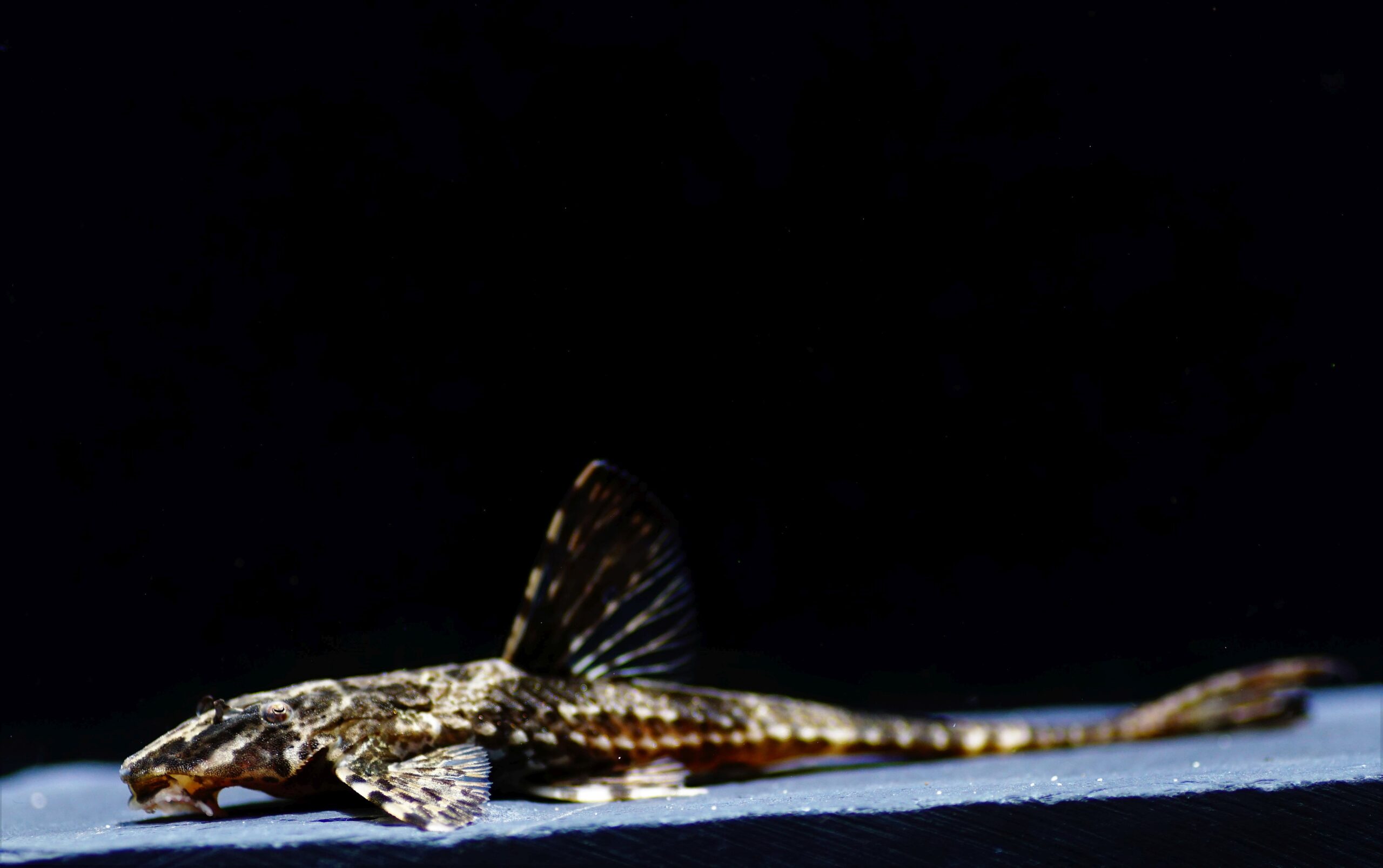 Rineloricaria lanceolata (2)