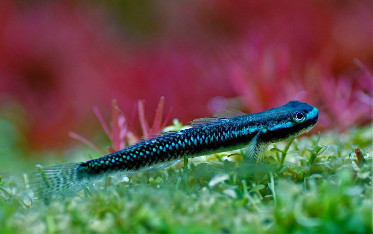Stiphodon atropurpureus - Neonblaue Algengrundel