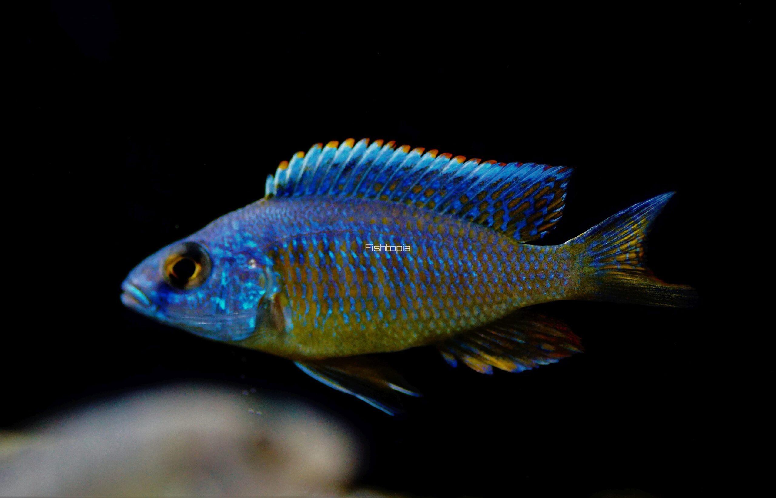 Copadichromis azureus