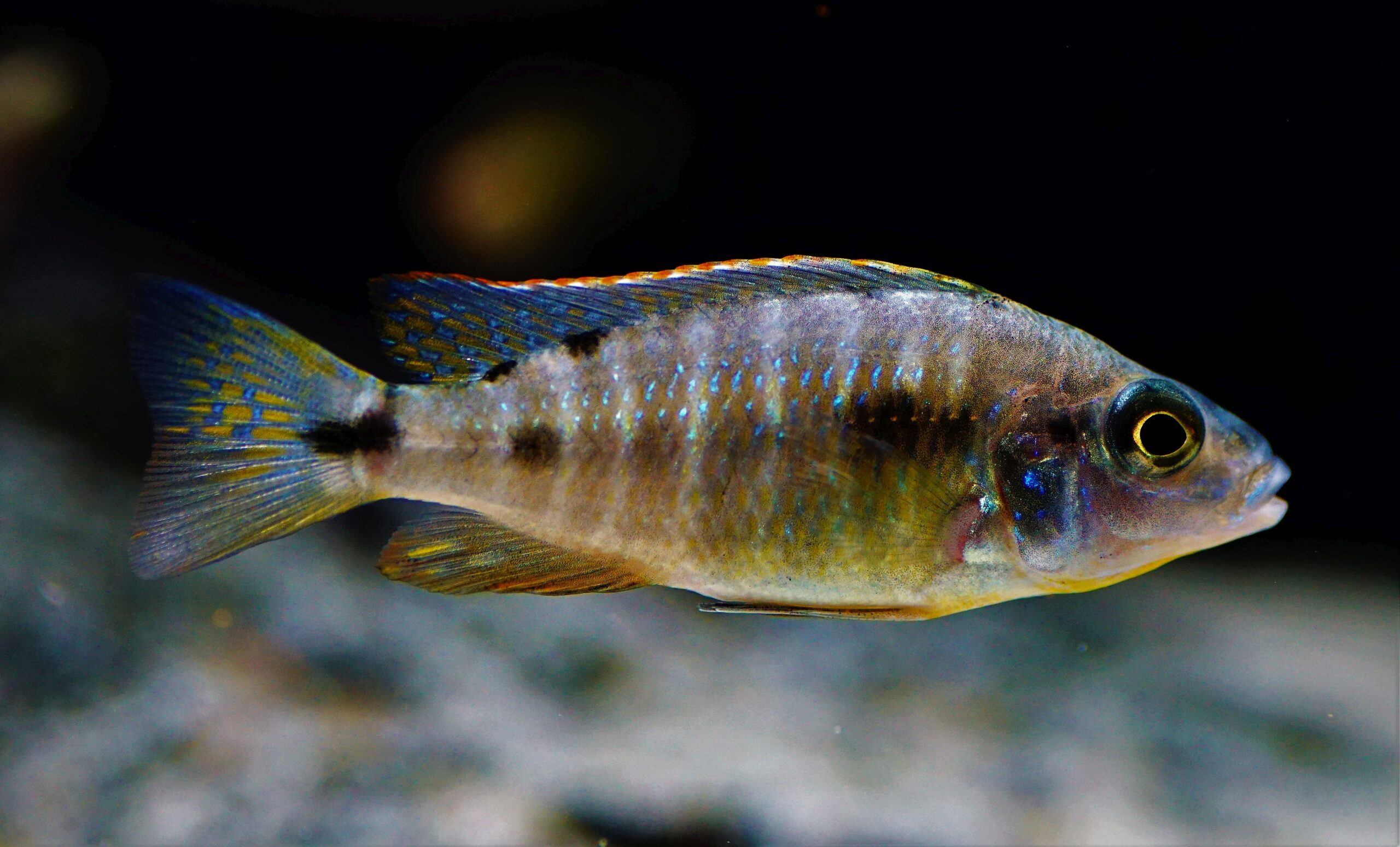 Copadichromis azureus