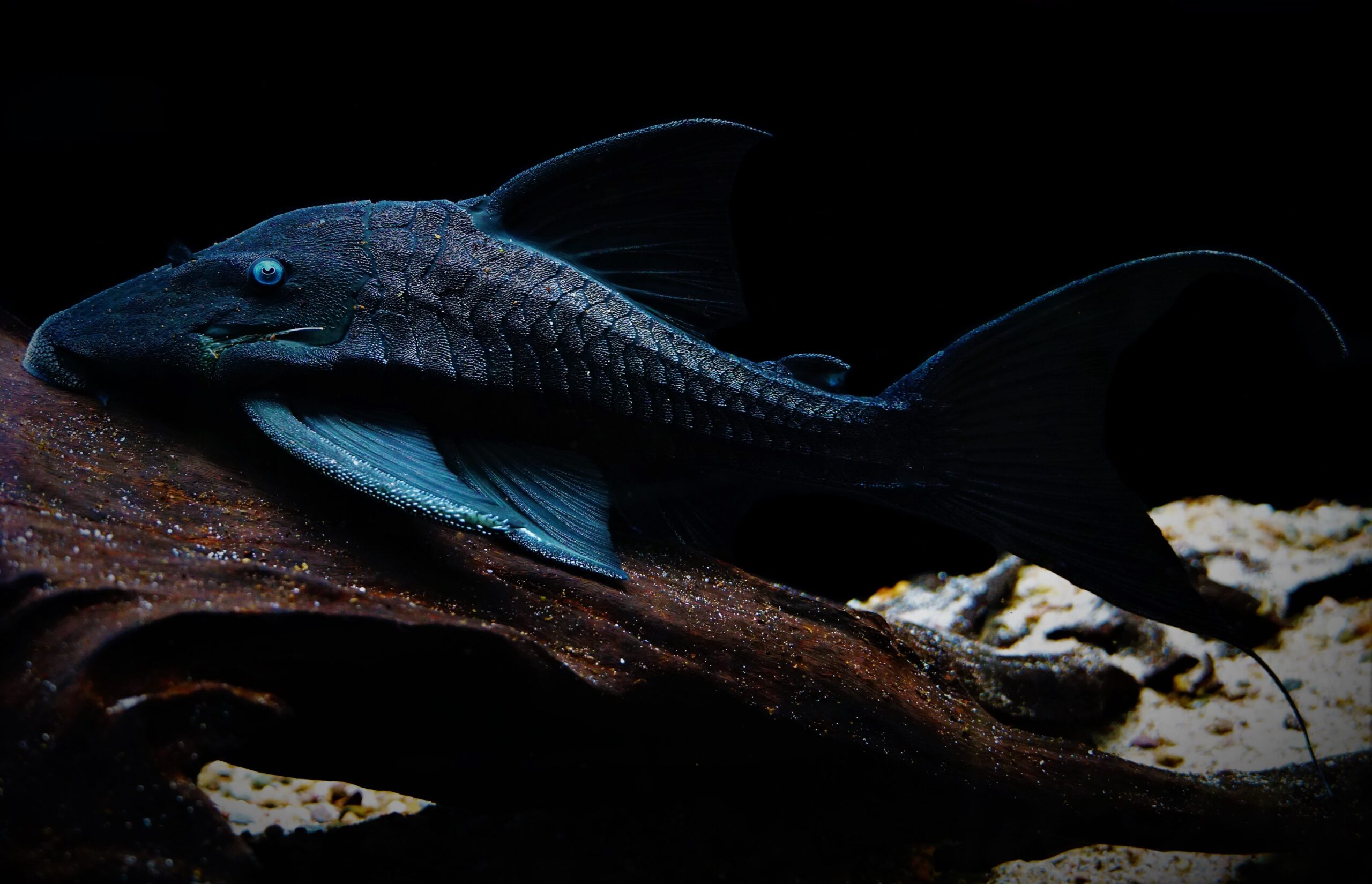 PANAQUE SUTTONI April