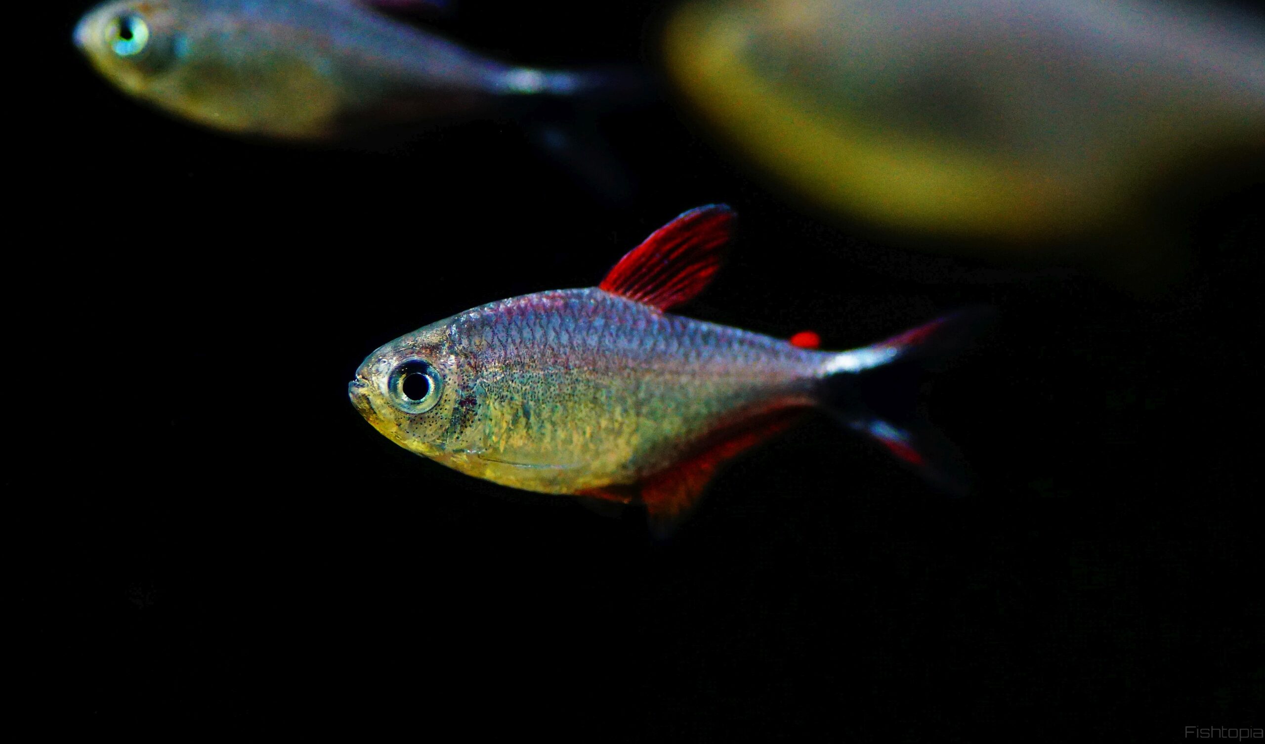 Hyphessobrycon robustulus (1)