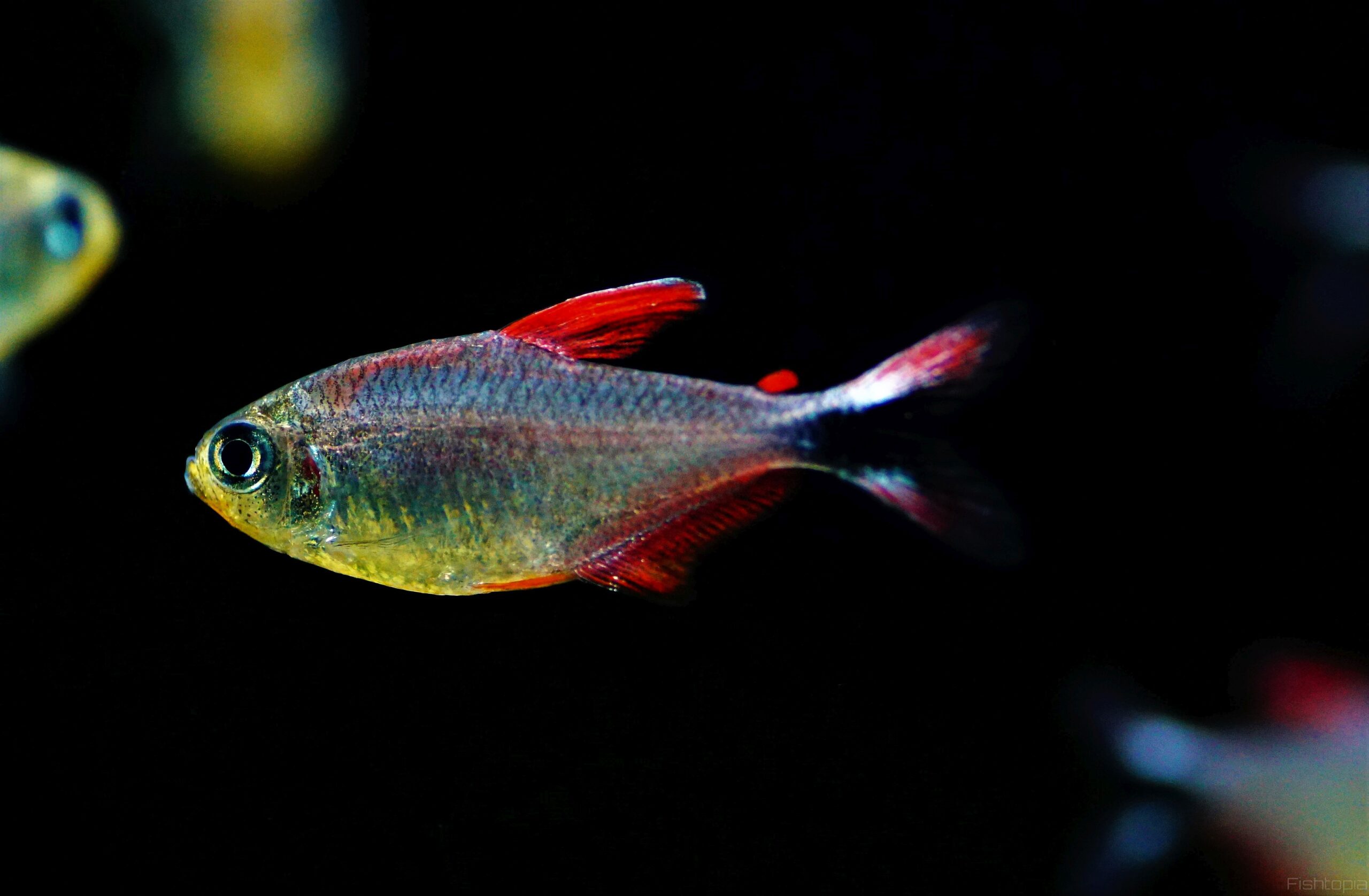 Hyphessobrycon robustulus (2)