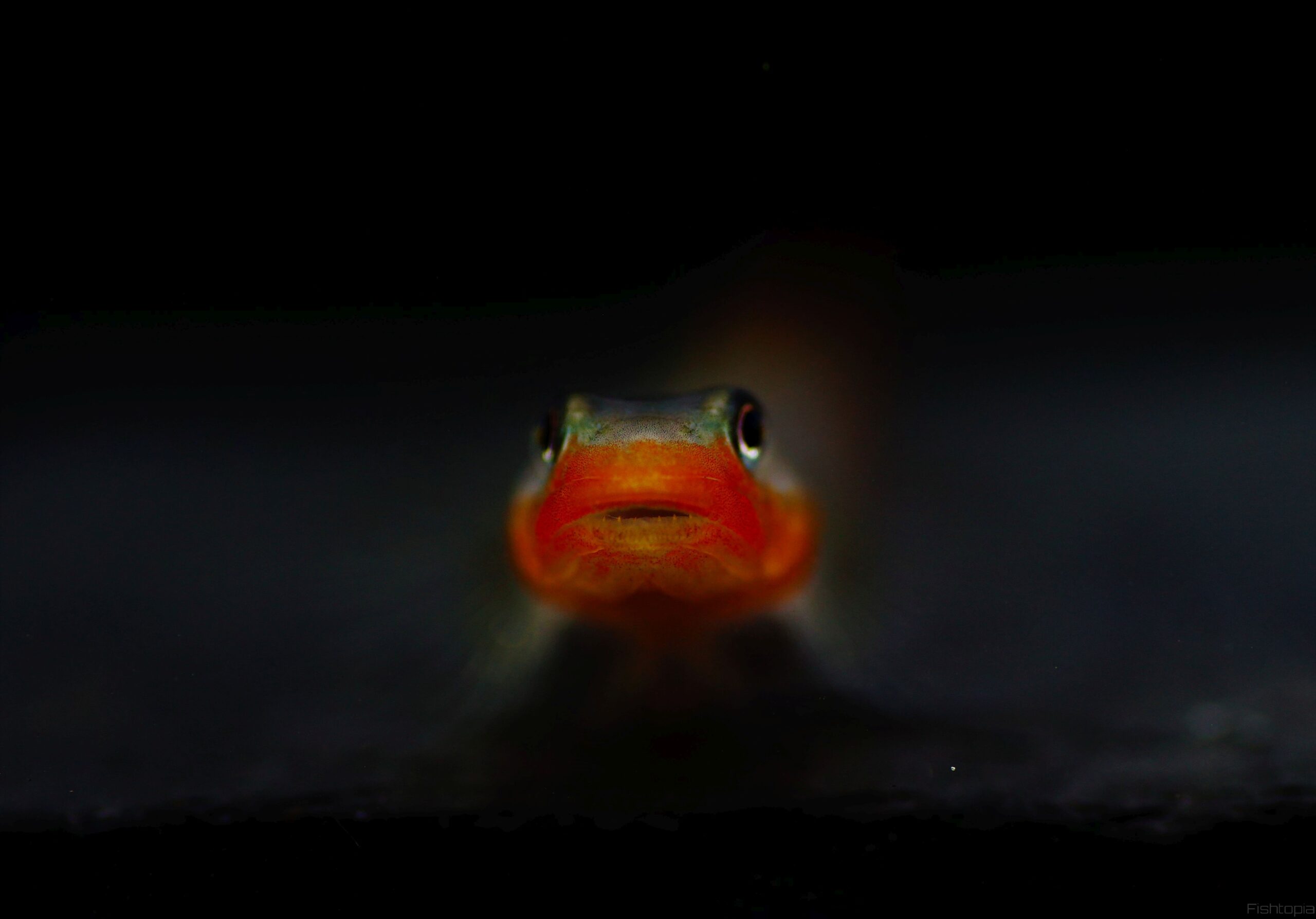 Lippenstiftgrundel (2)