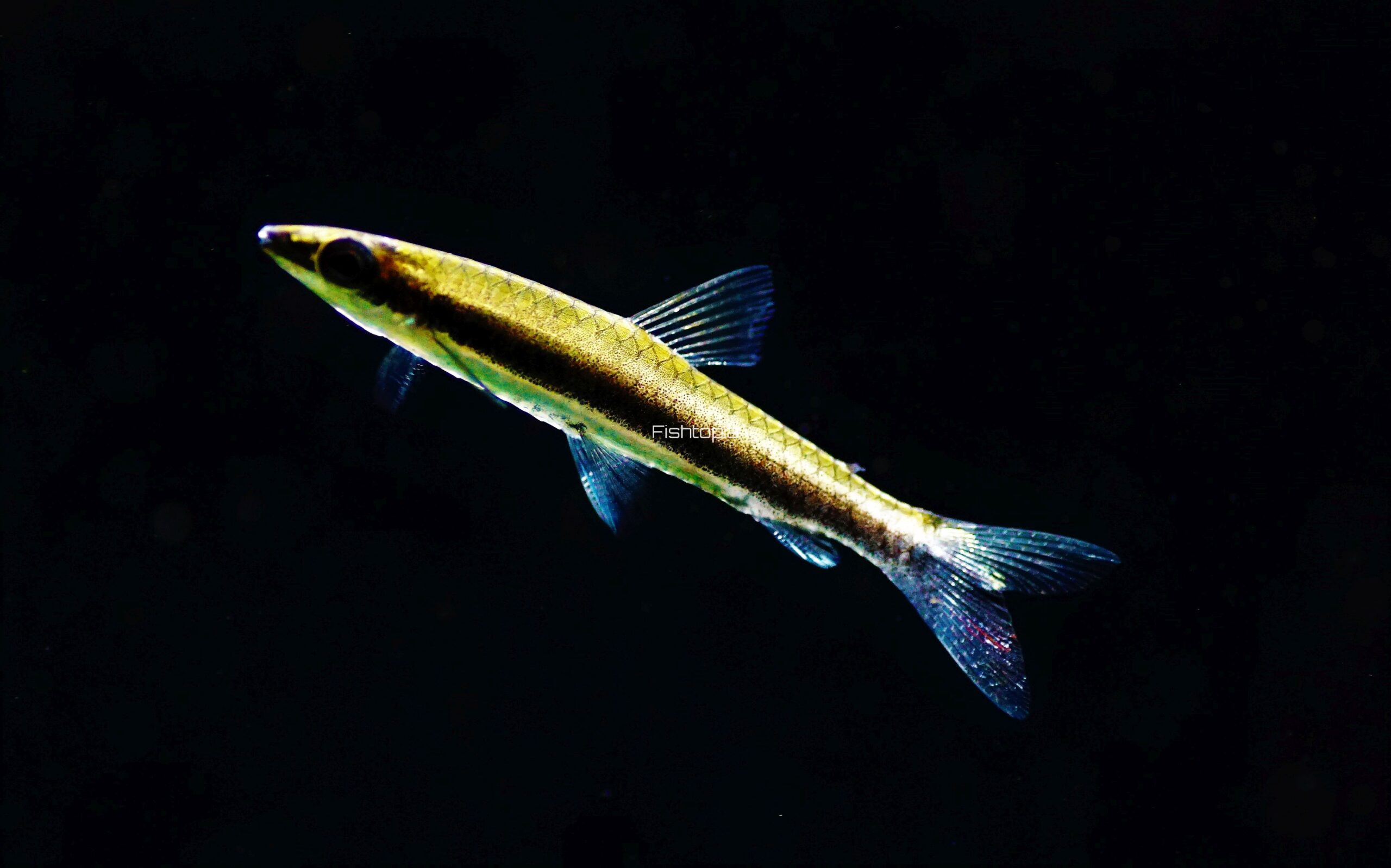 NANNOSTOMUS UNIFASCIATUS