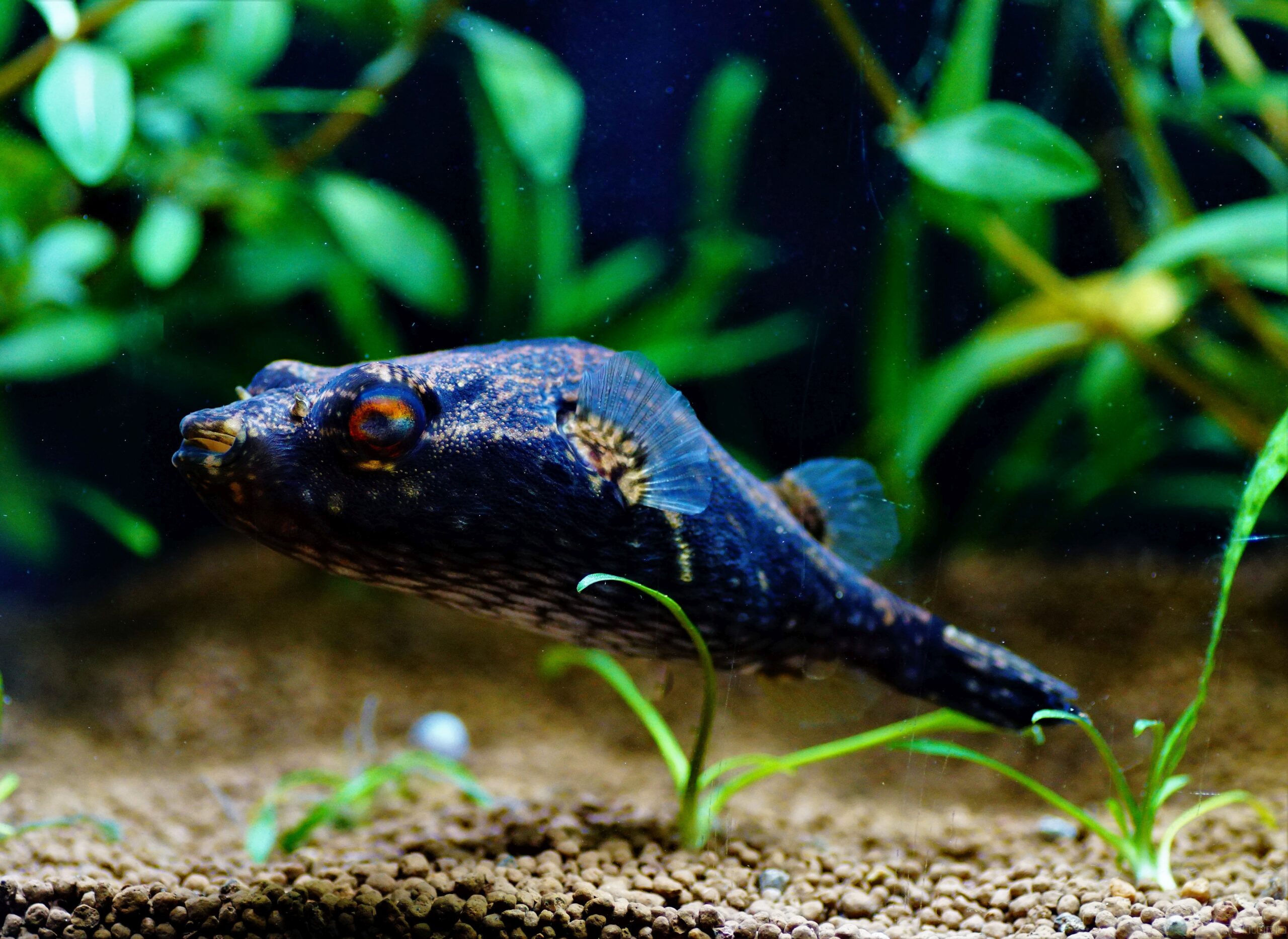 Palembang Kugelfisch (1)