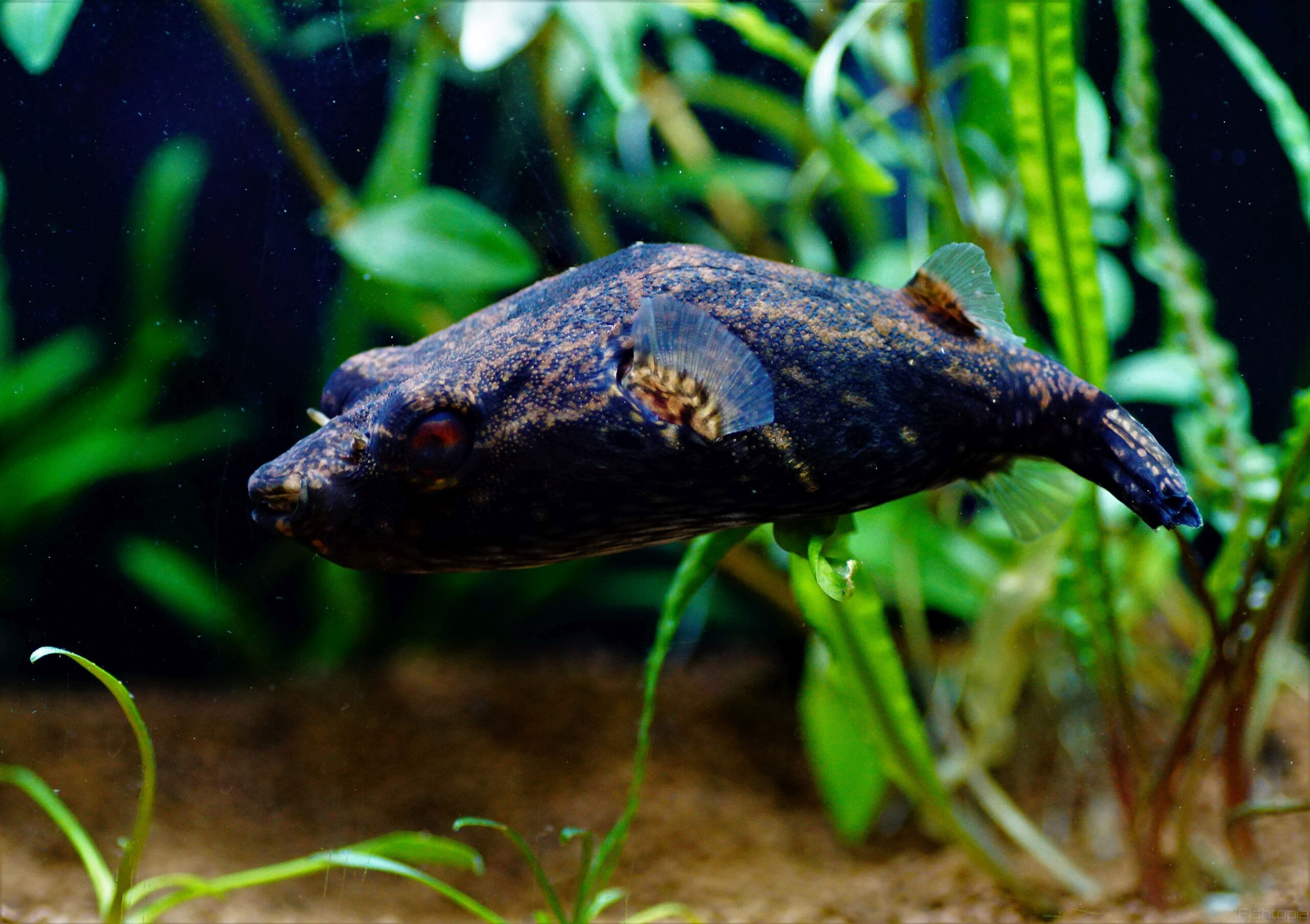 Palembang Kugelfisch (2)