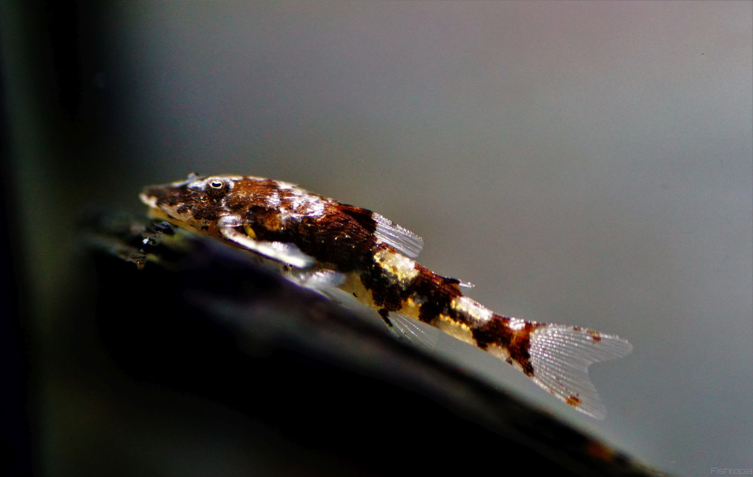 Paraotocincus sp. peru 3