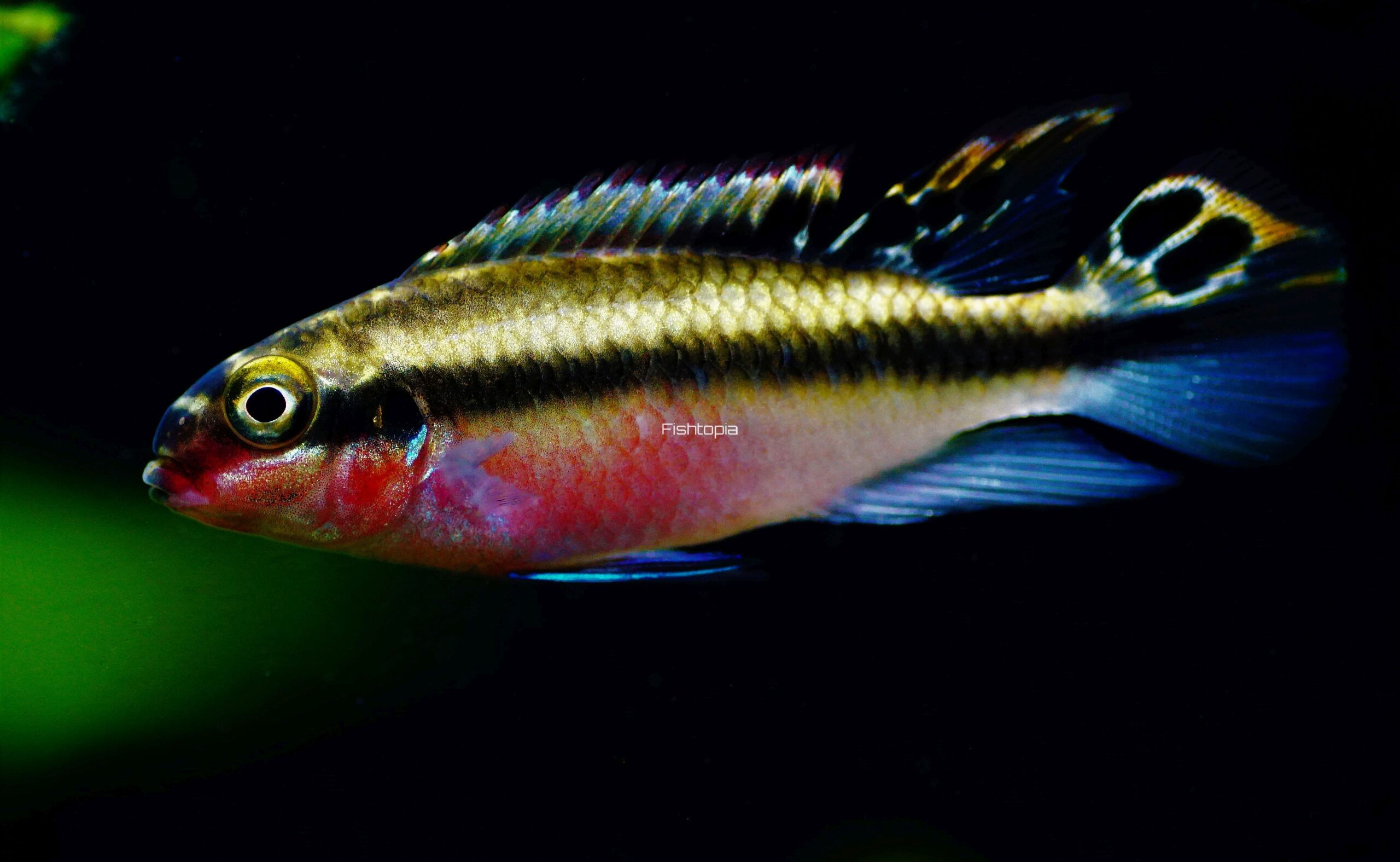 Pelviachromis pulcher