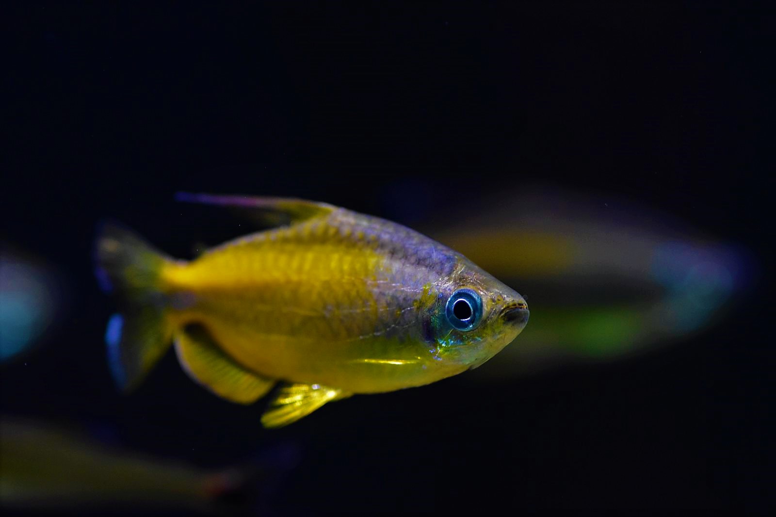 Phenacogrammus aurantiacus (1)