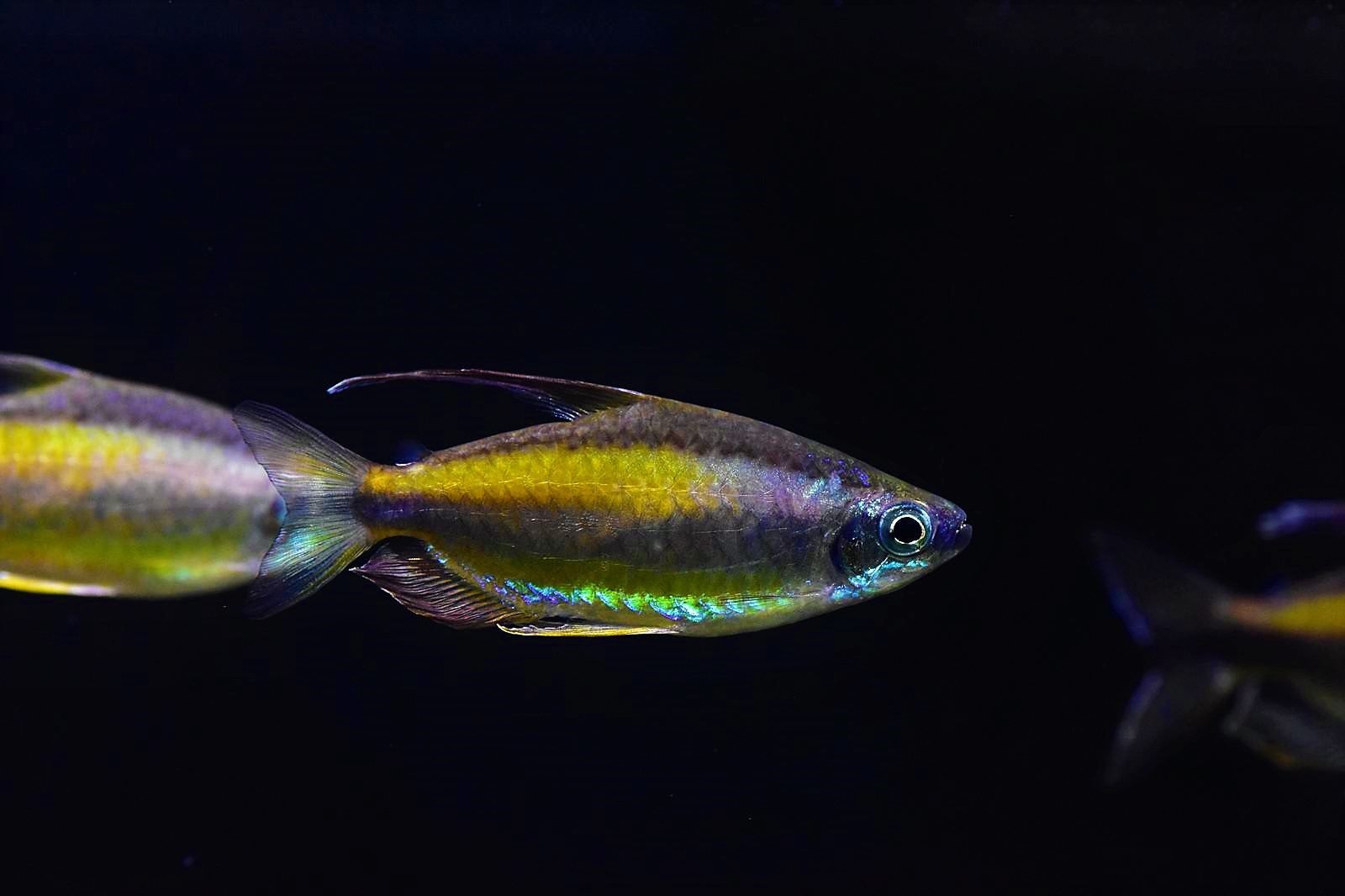 Phenacogrammus aurantiacus (2)