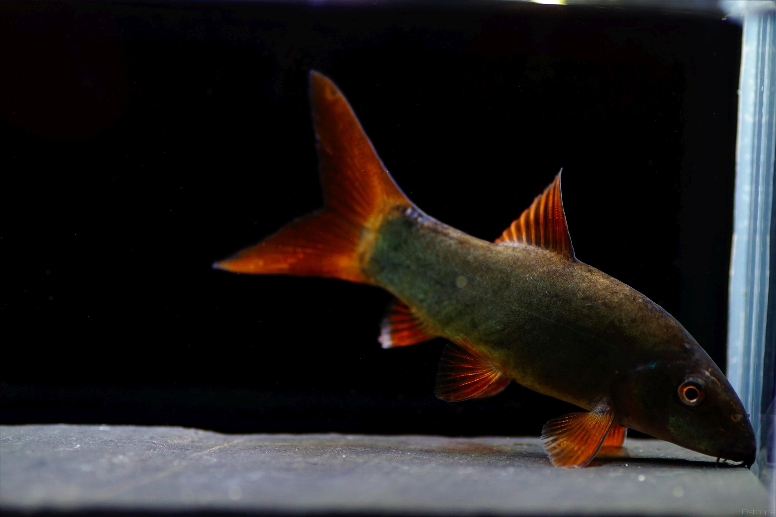 Rotflossenschmerle (1)