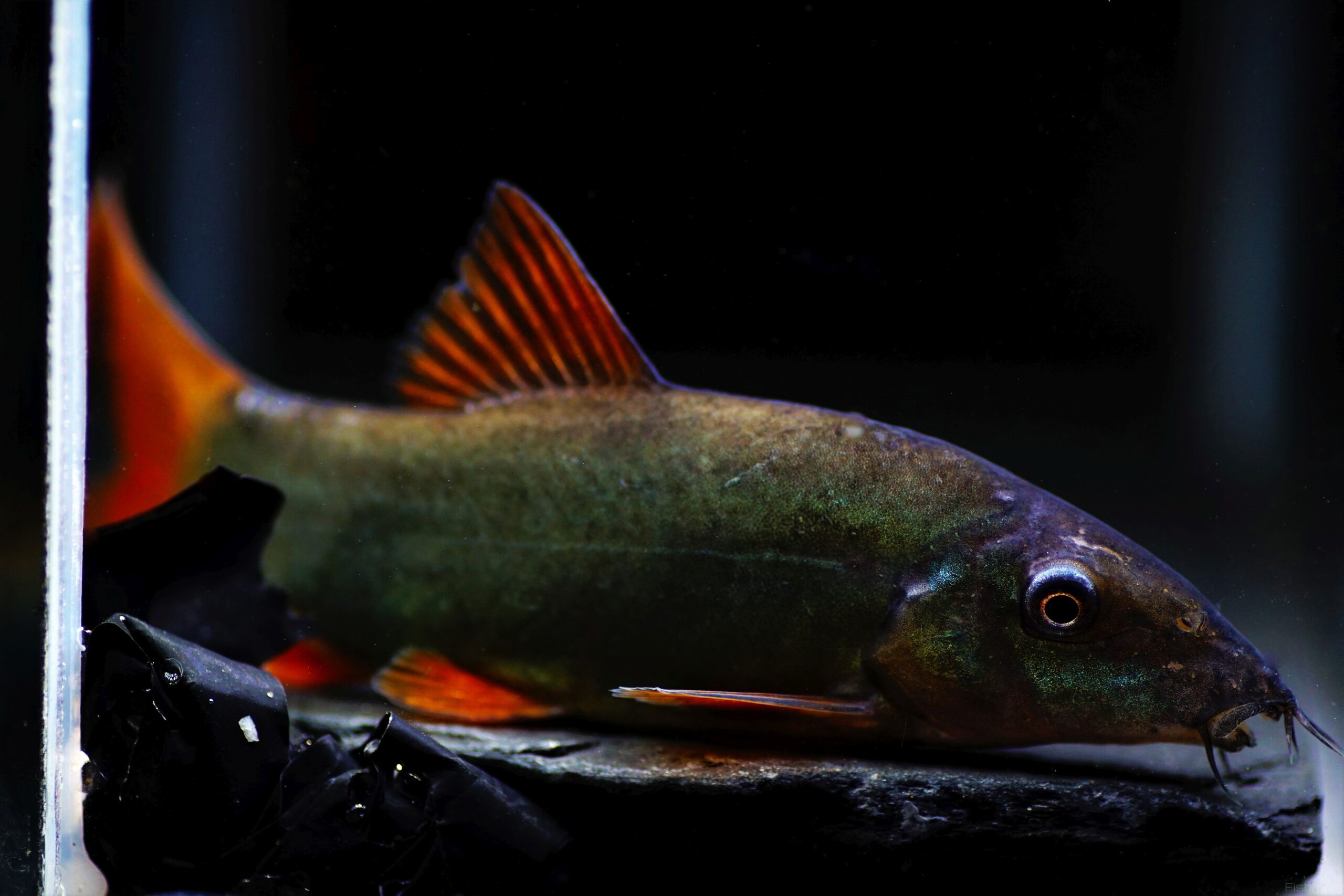 Rotflossenschmerle (3)