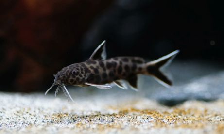 Synodontis Petricola