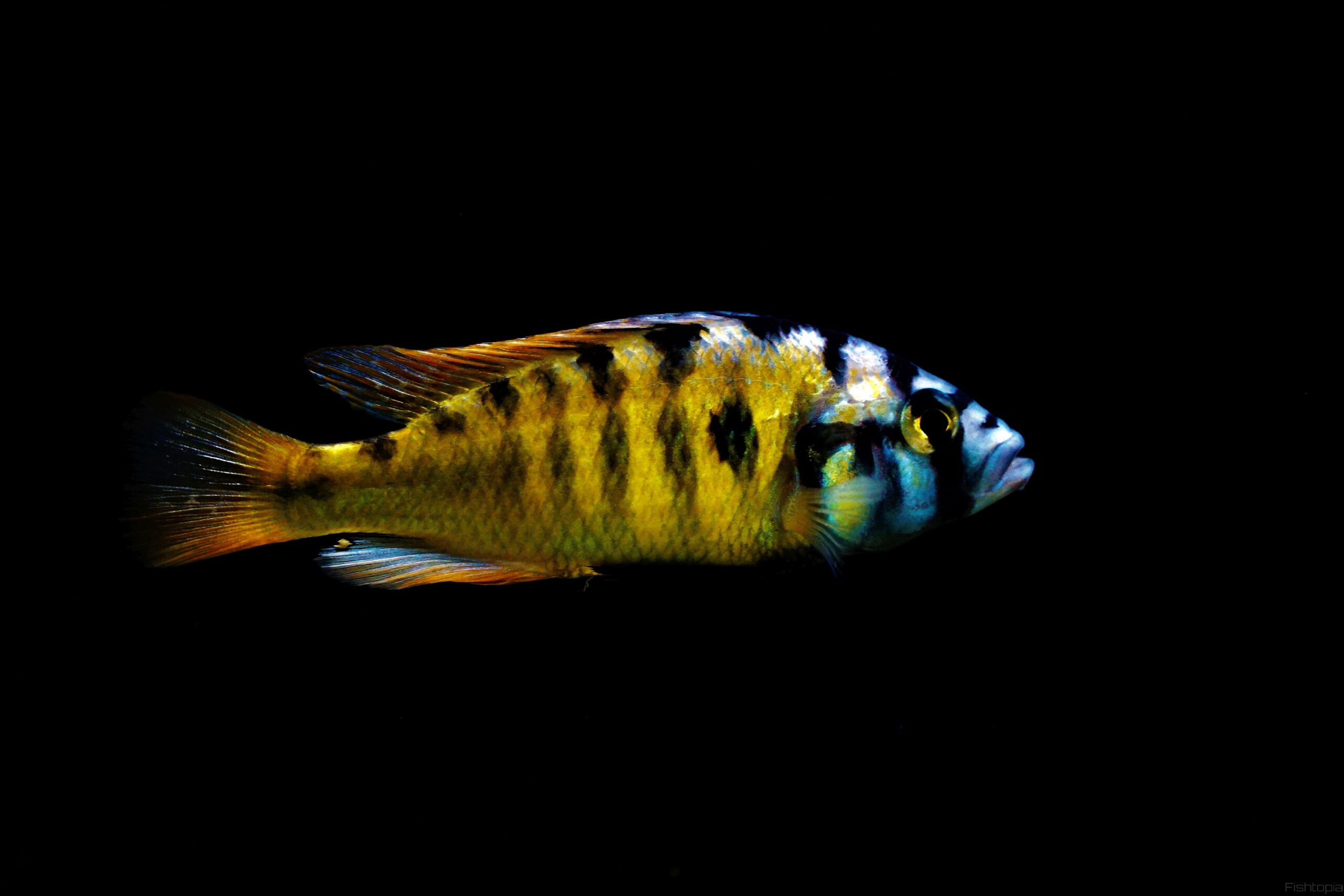 haplochromis ch44
